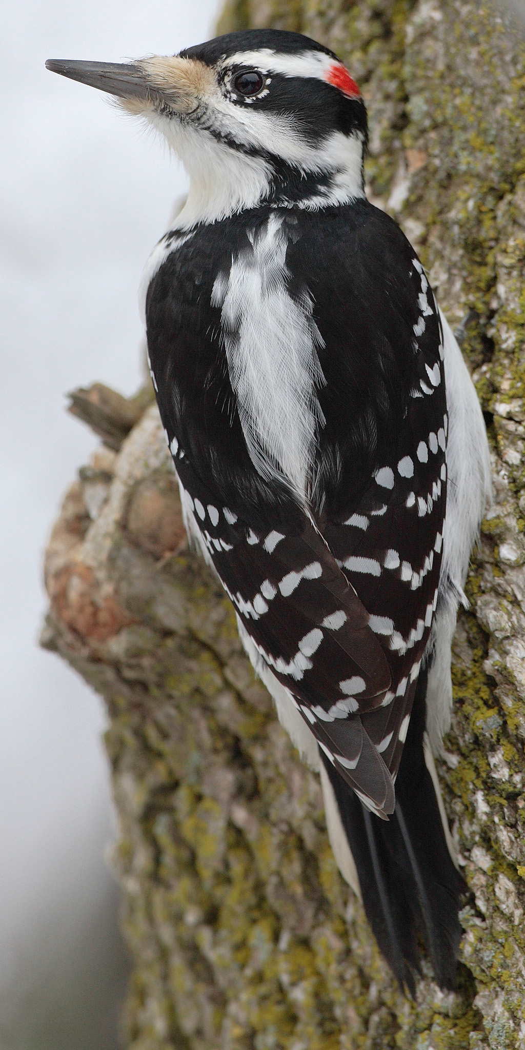 Hairy woodpecker - Wikipedia