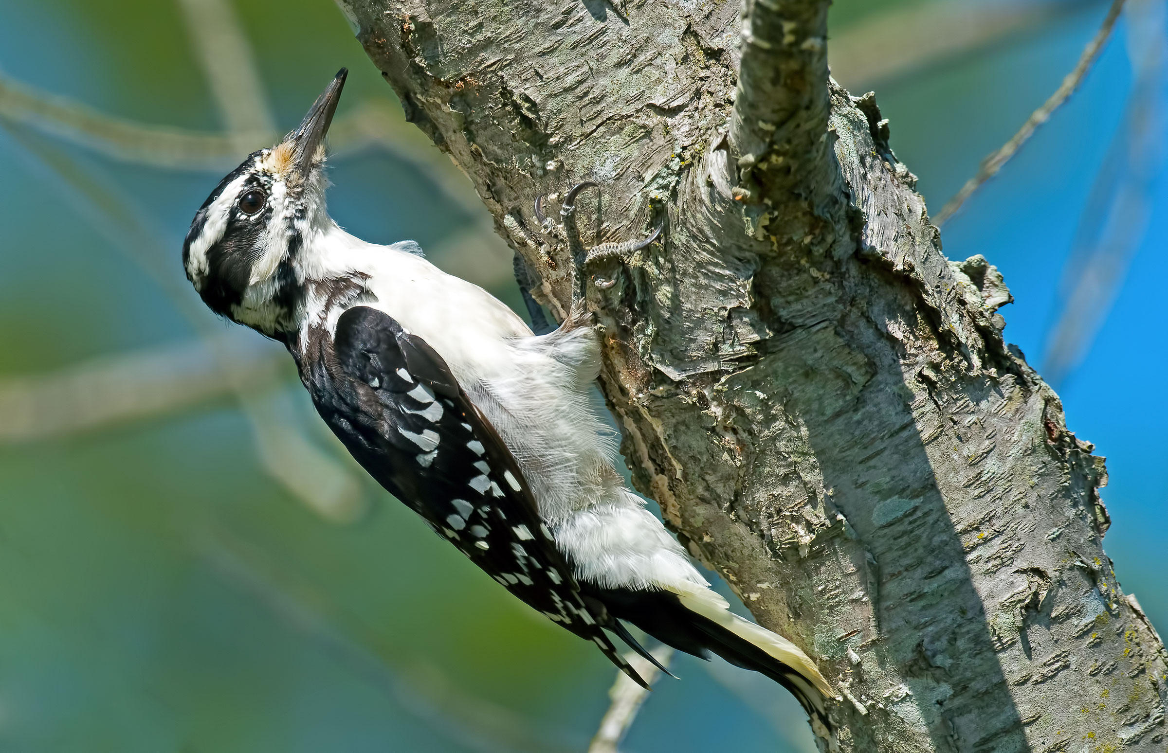 Hairy Woodpecker | Audubon Field Guide
