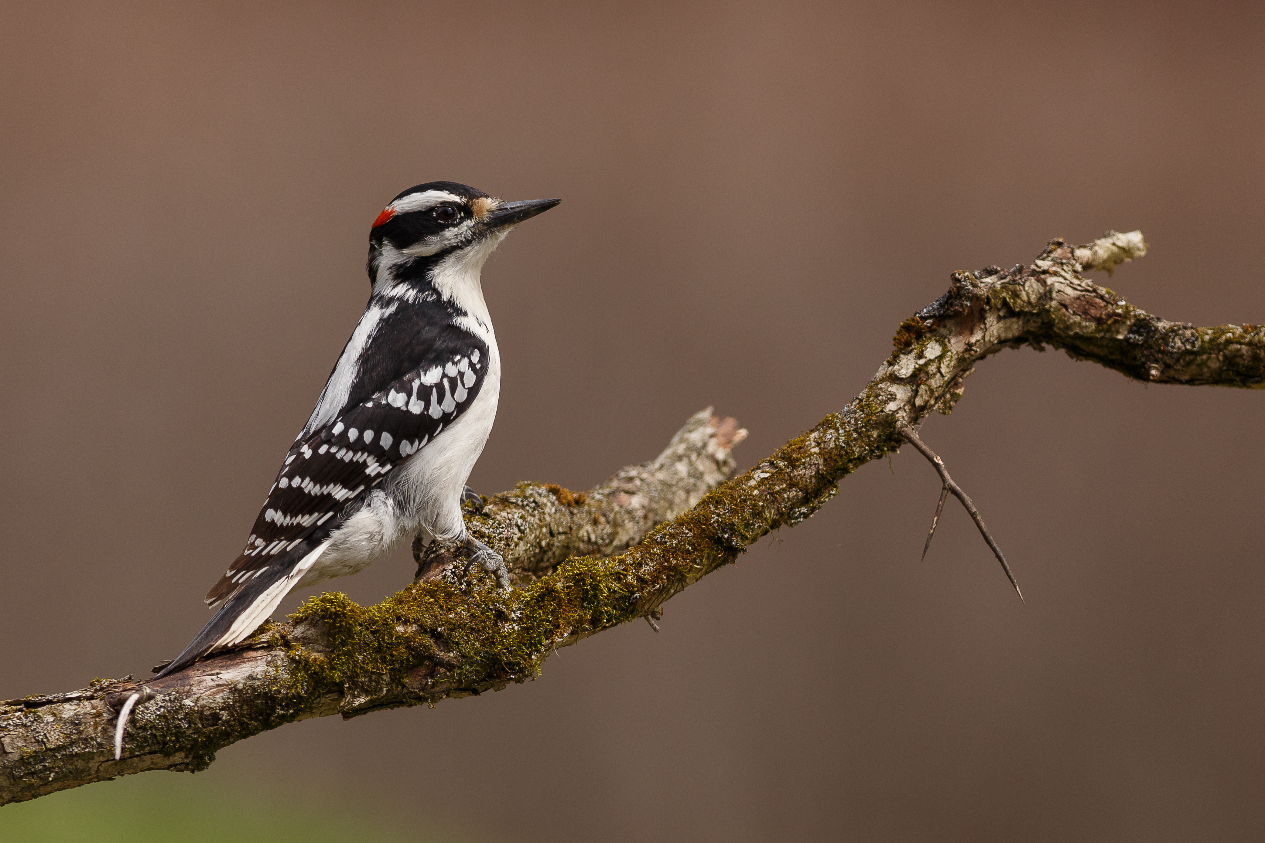 Why do Downy and Hairy Woodpeckers look so similar when they aren't ...