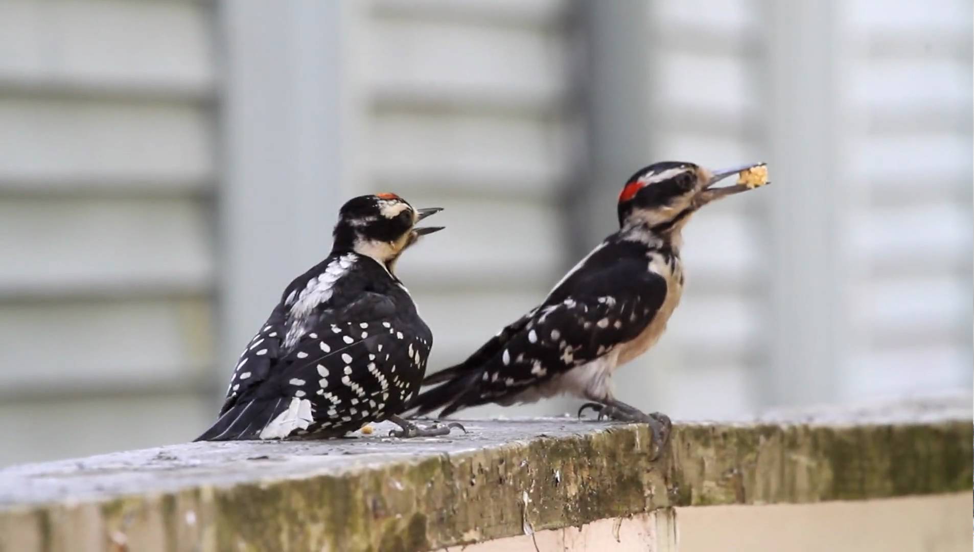 Adult Male Hairy Woodpecker Feeding Juvenile - YouTube