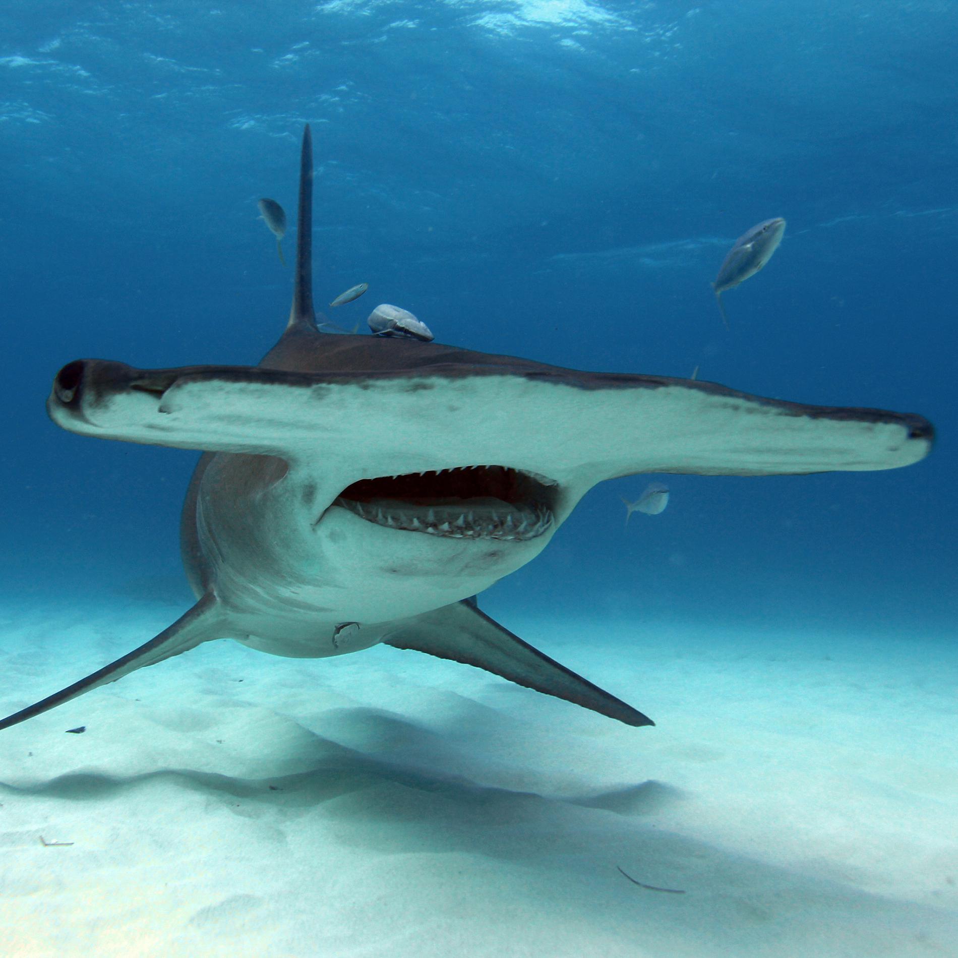 Hammerhead Sharks | National Geographic