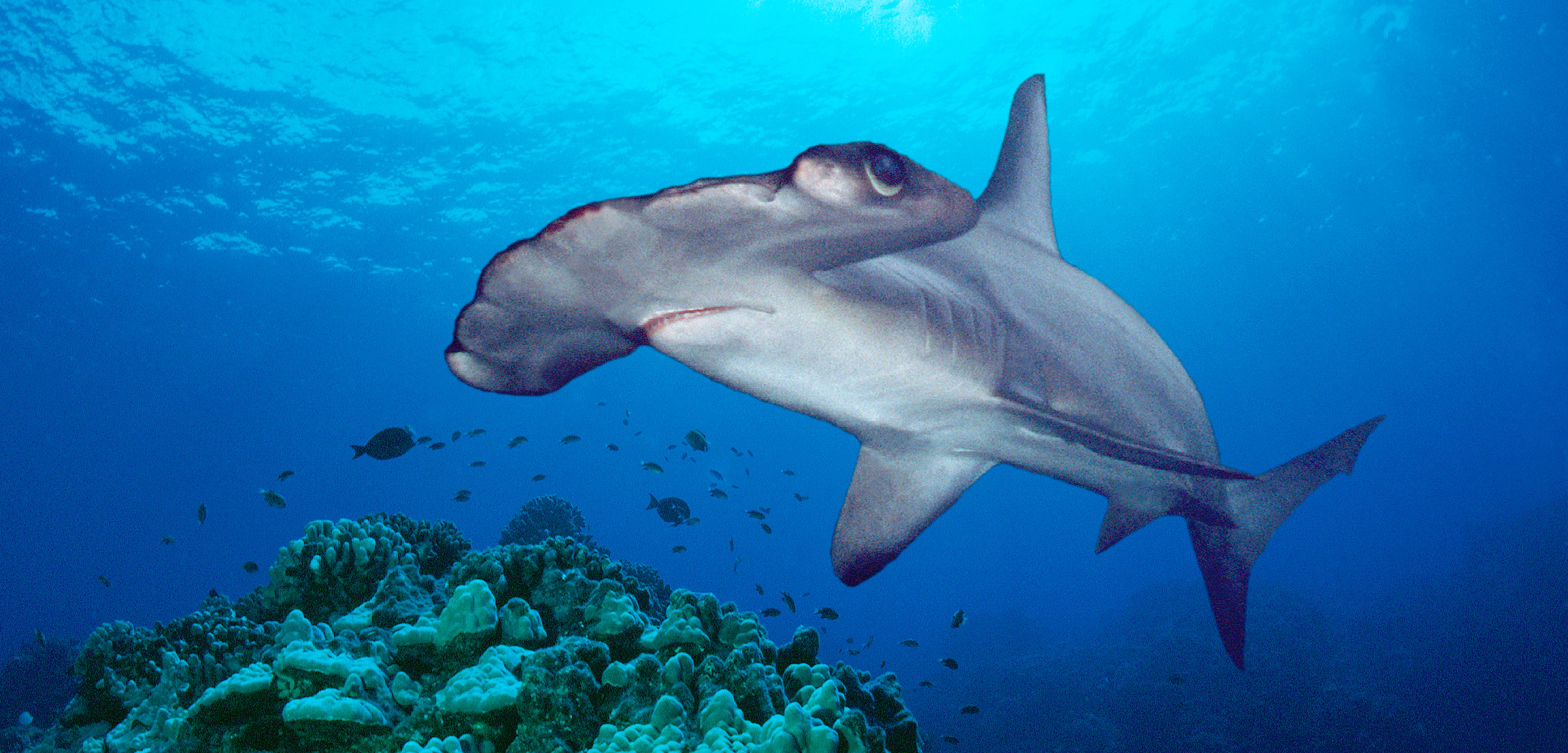 Scientists Discover a Likely Hammerhead Shark Nursery | Hakai Magazine