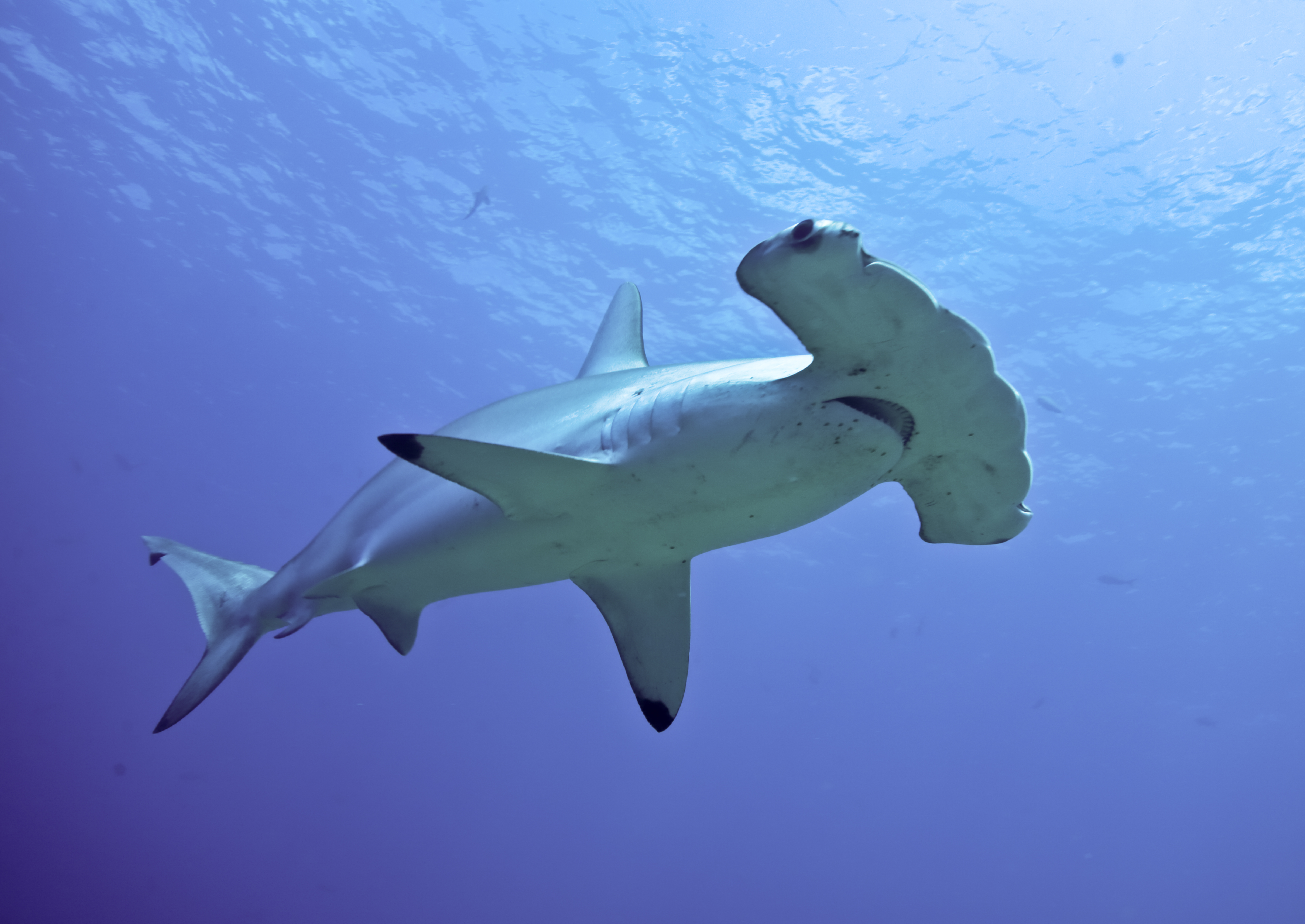 Scalloped Hammerhead Shark – S.E.A. Aquarium, Dolphin Island blog