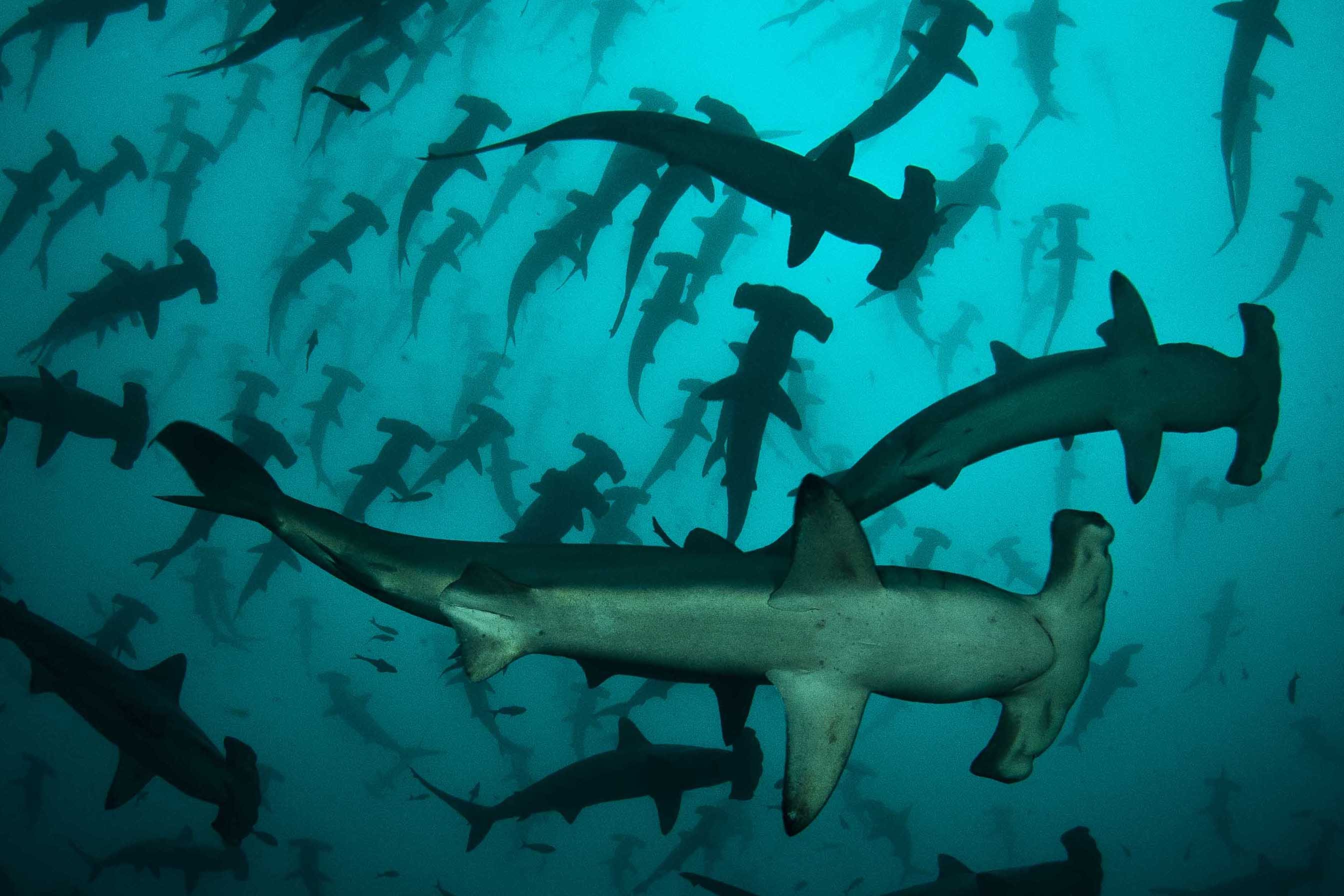 Diving with Schools of Hammerhead Sharks in Cocos Island | Cocos ...