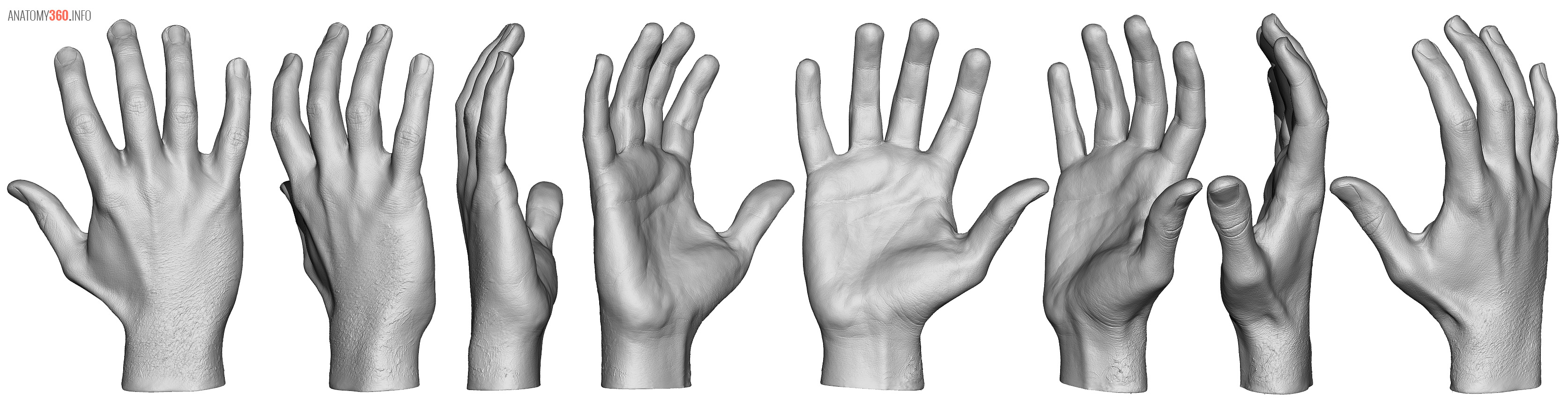 Hand Reference | Anatomy 360