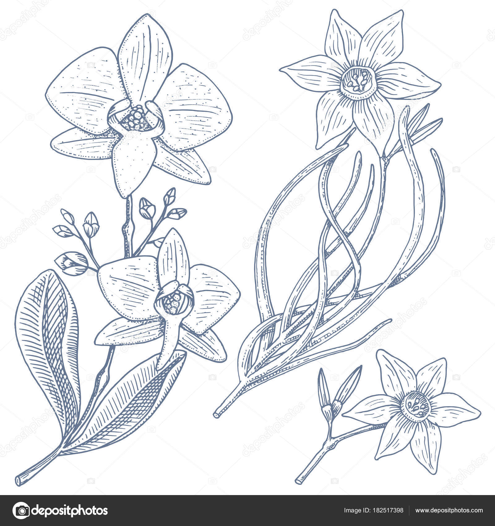 daffodil and orchid with leaves and buds. Wedding flowers in the ...