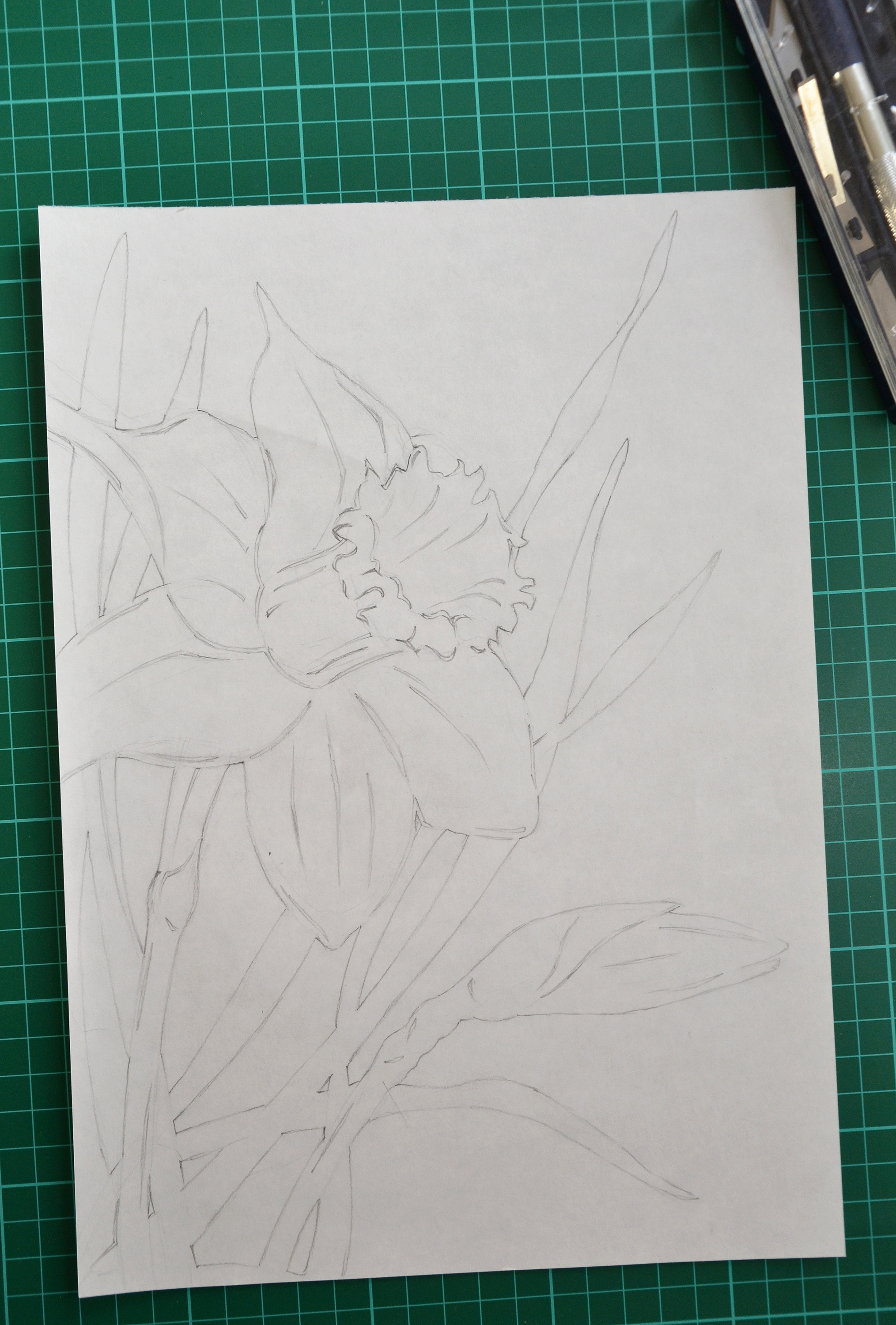 Hand drawn daffodil, Art, Sketch, Sheet, Scalpel, HQ Photo