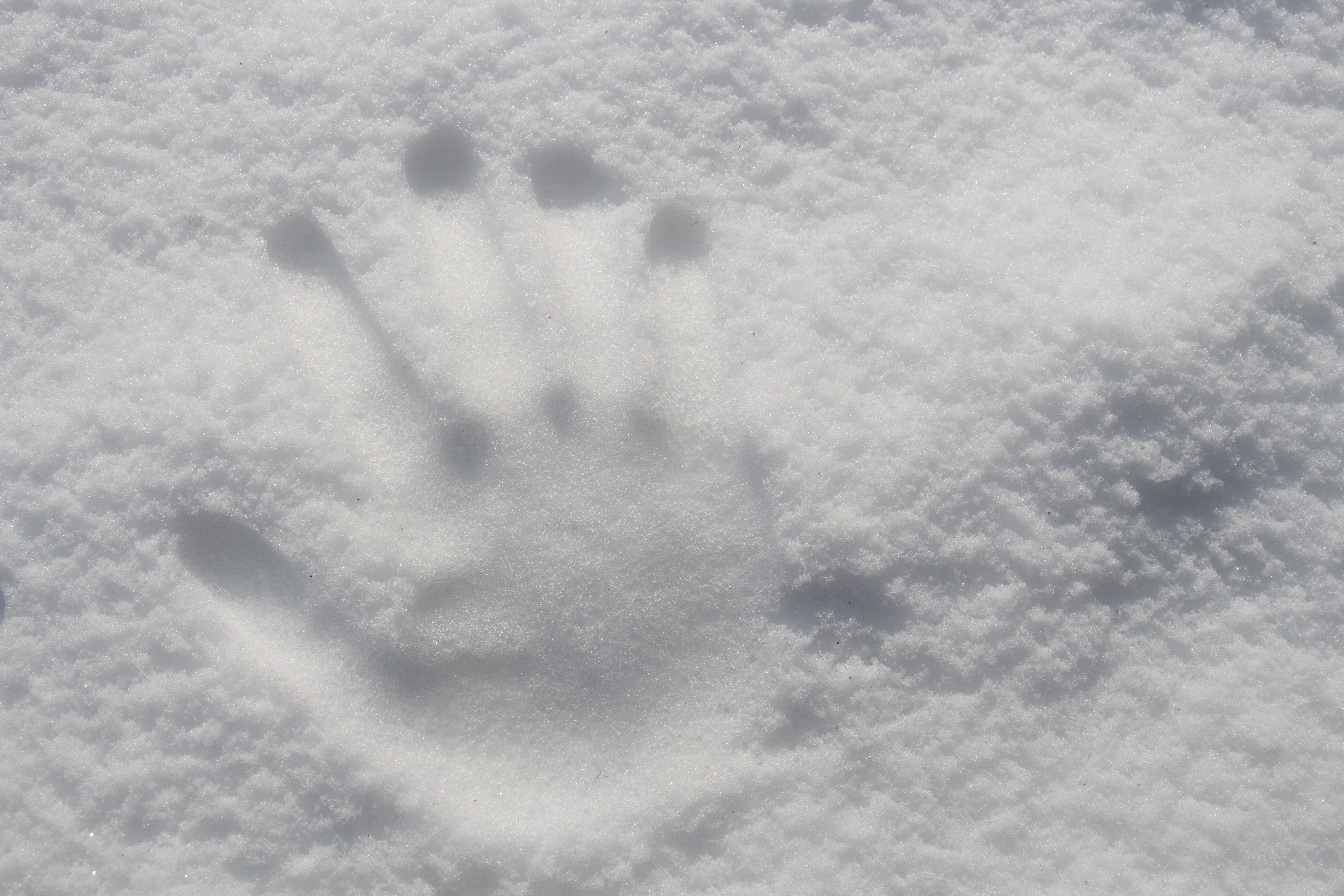 Hand print on snow photo