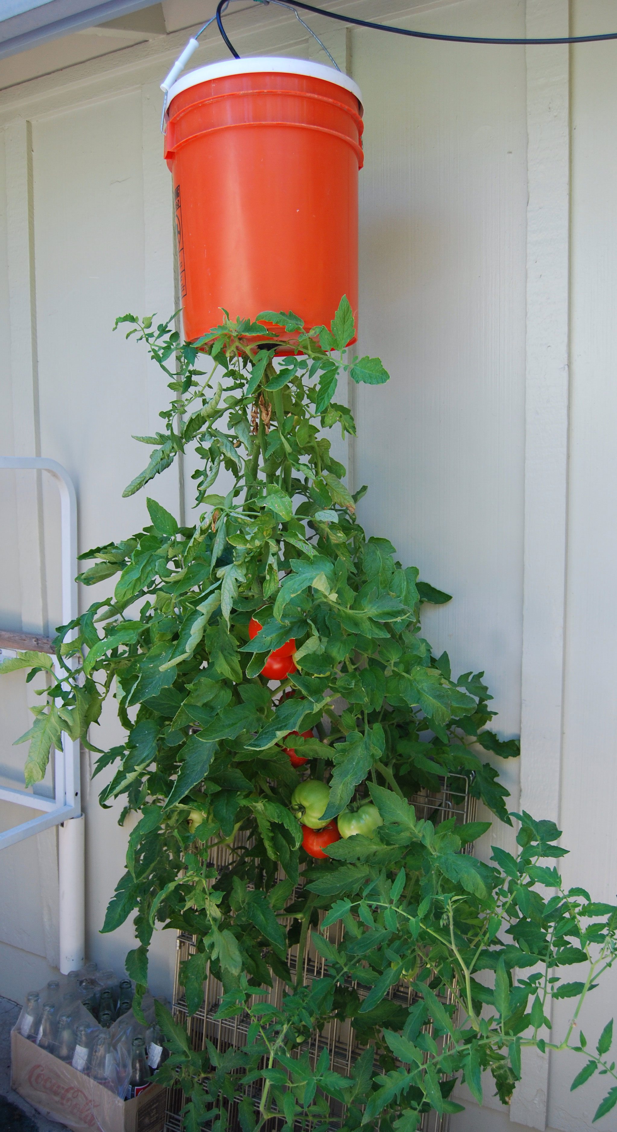 Vegetables For An Upside Down Garden