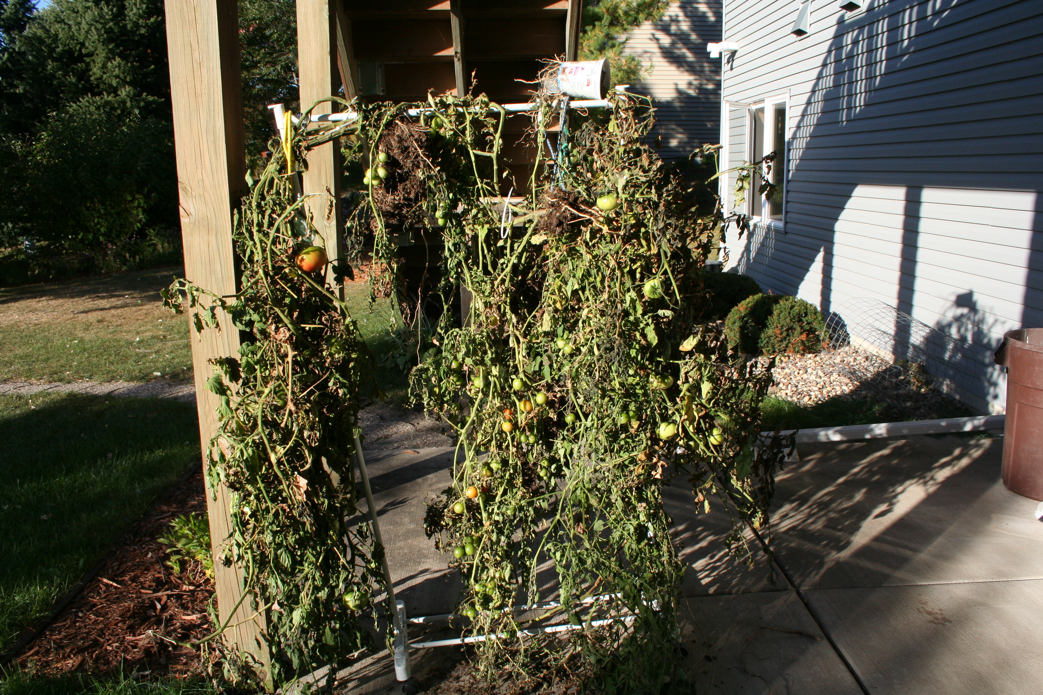 Hanging Tomatoes to Extend the Garden Season – My Northern Garden