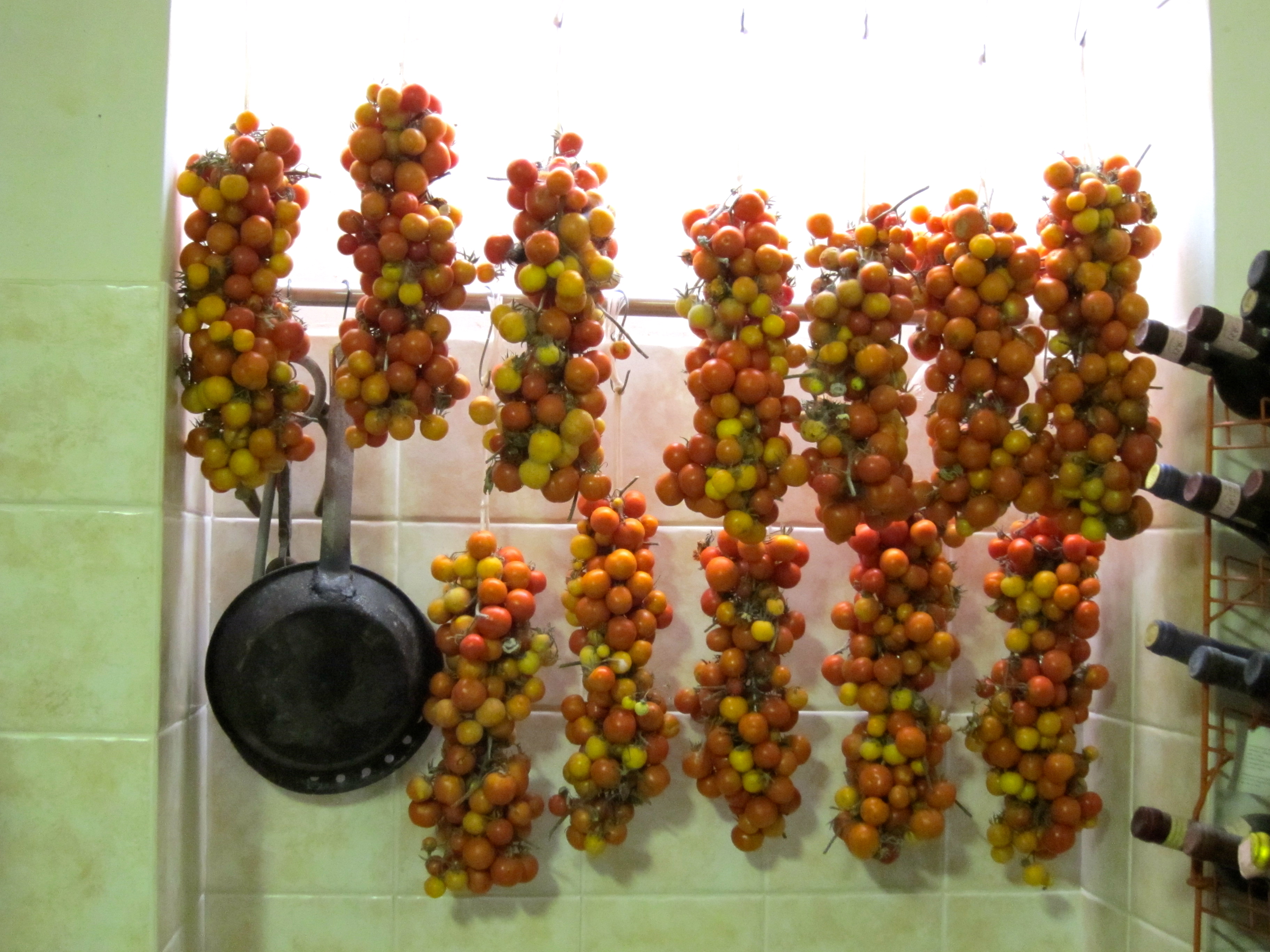 Hanging tomatoes in storage at Masseria Aprile | Diary of a Tomato