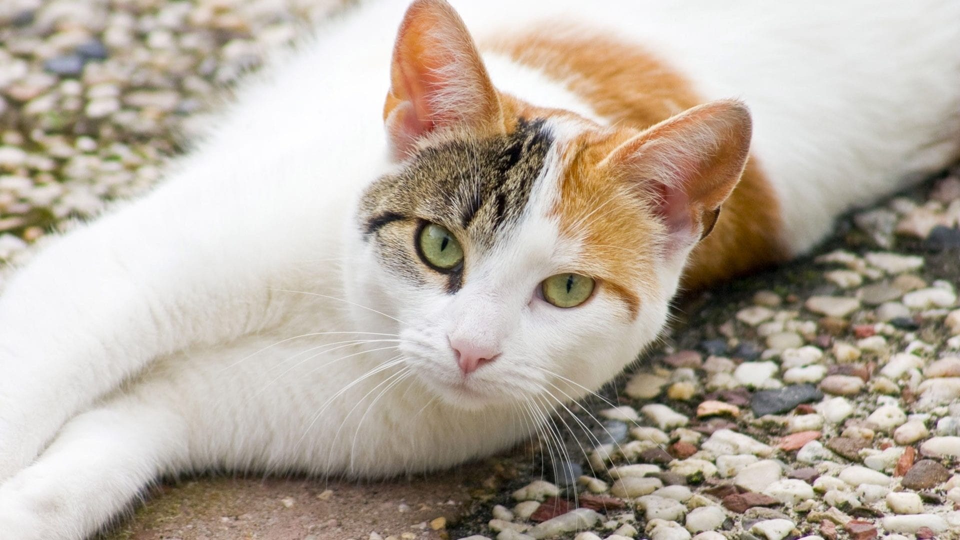 Your Energy Affects Your Cat's Health - Purrfect Love