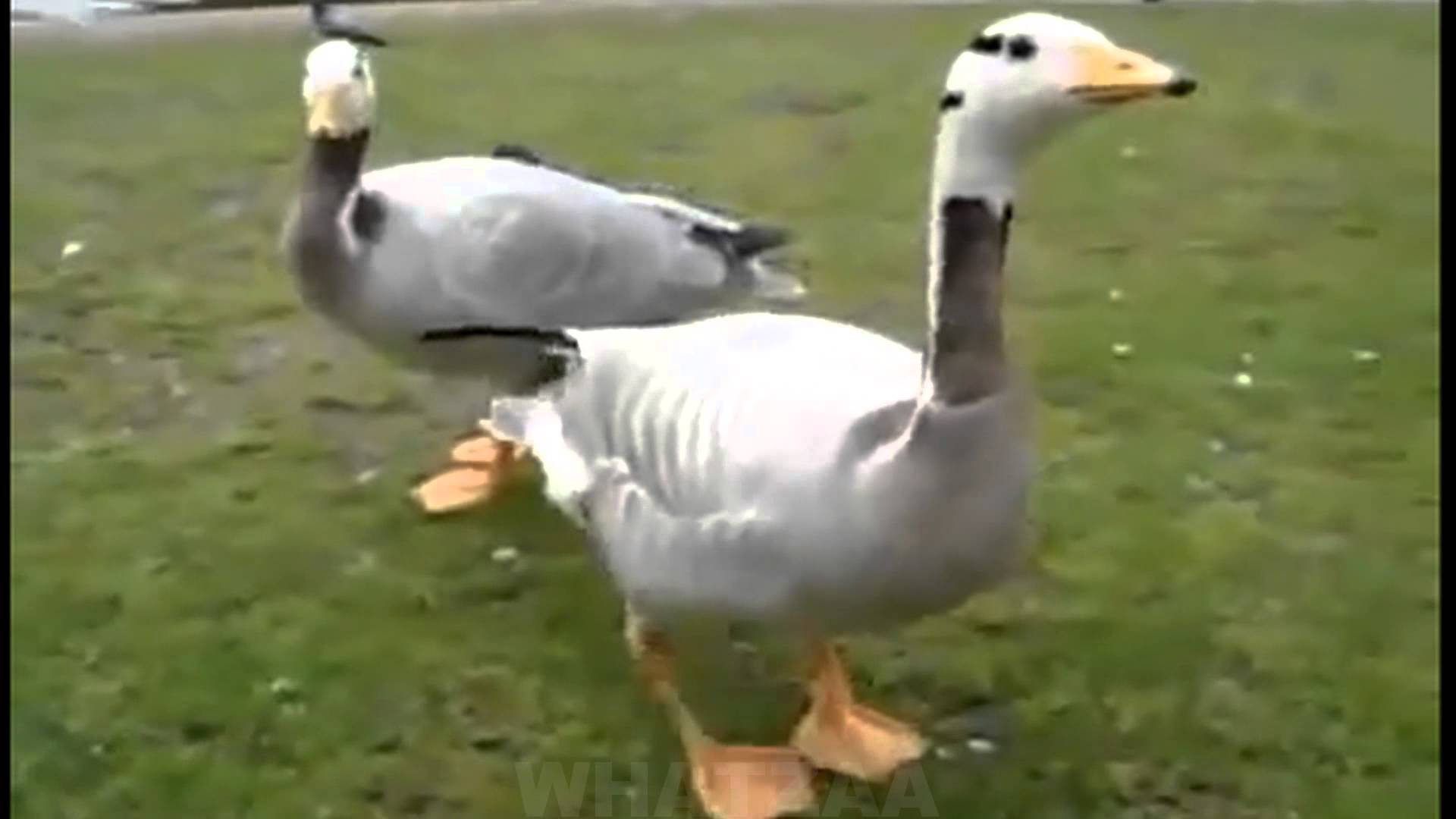 extremely happy goose - YouTube