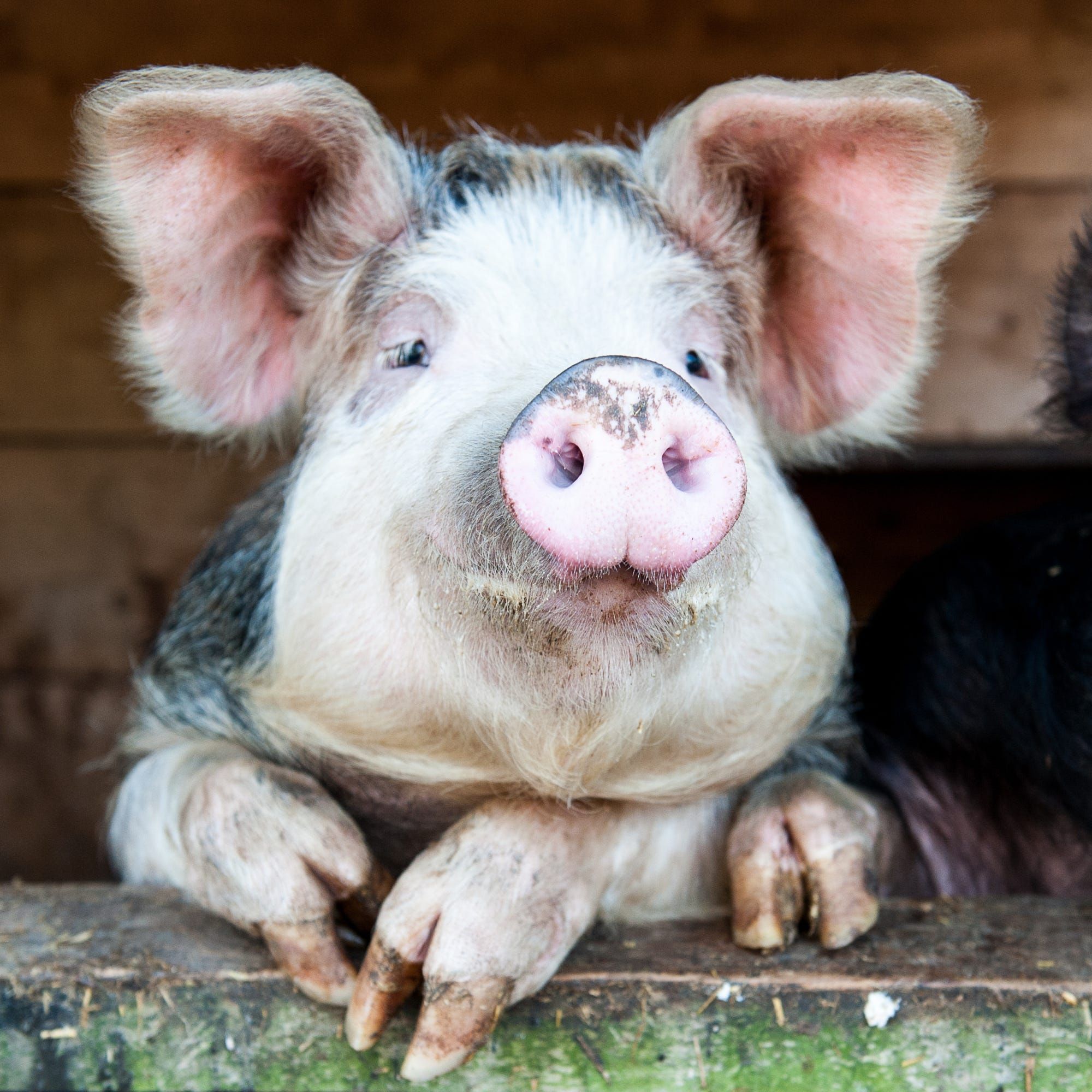 Happy Pig, taken on a visit to a rare breed pig farm ...