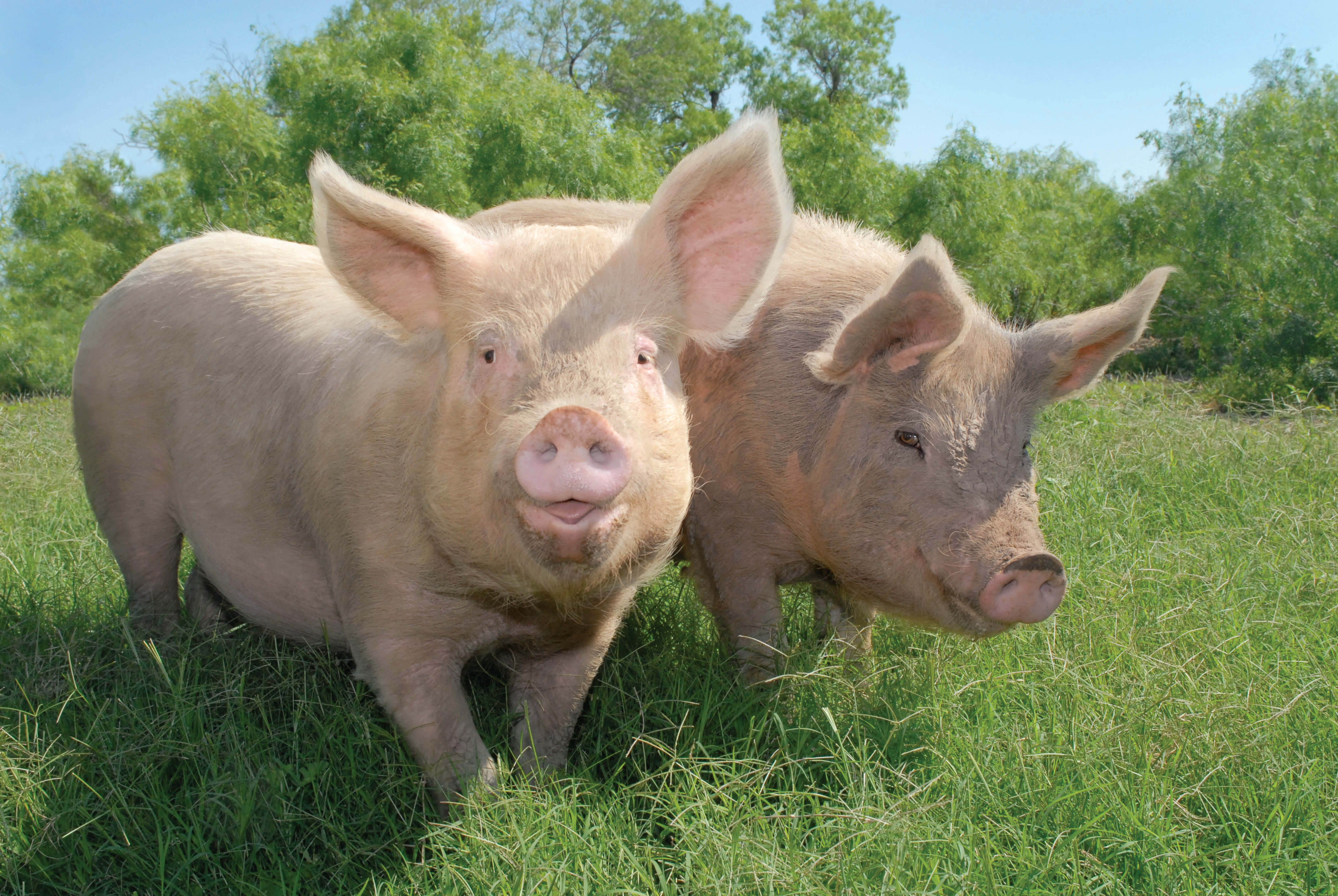 Pig Farmer Agrees, 'No Such Thing as Humane Meat' | PETA
