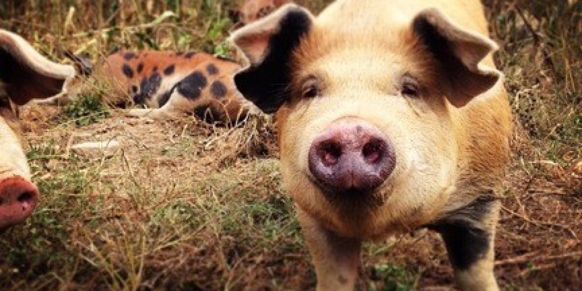 Happy Pigs Make Happy Meat? | HuffPost