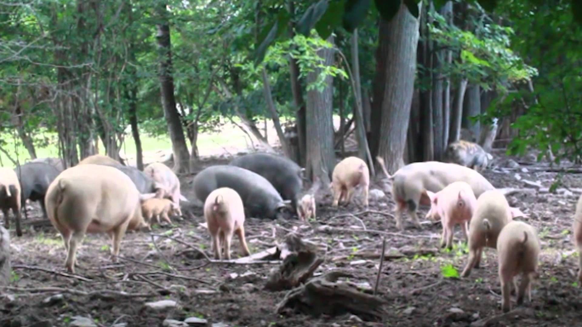 Happy Pigs! - YouTube