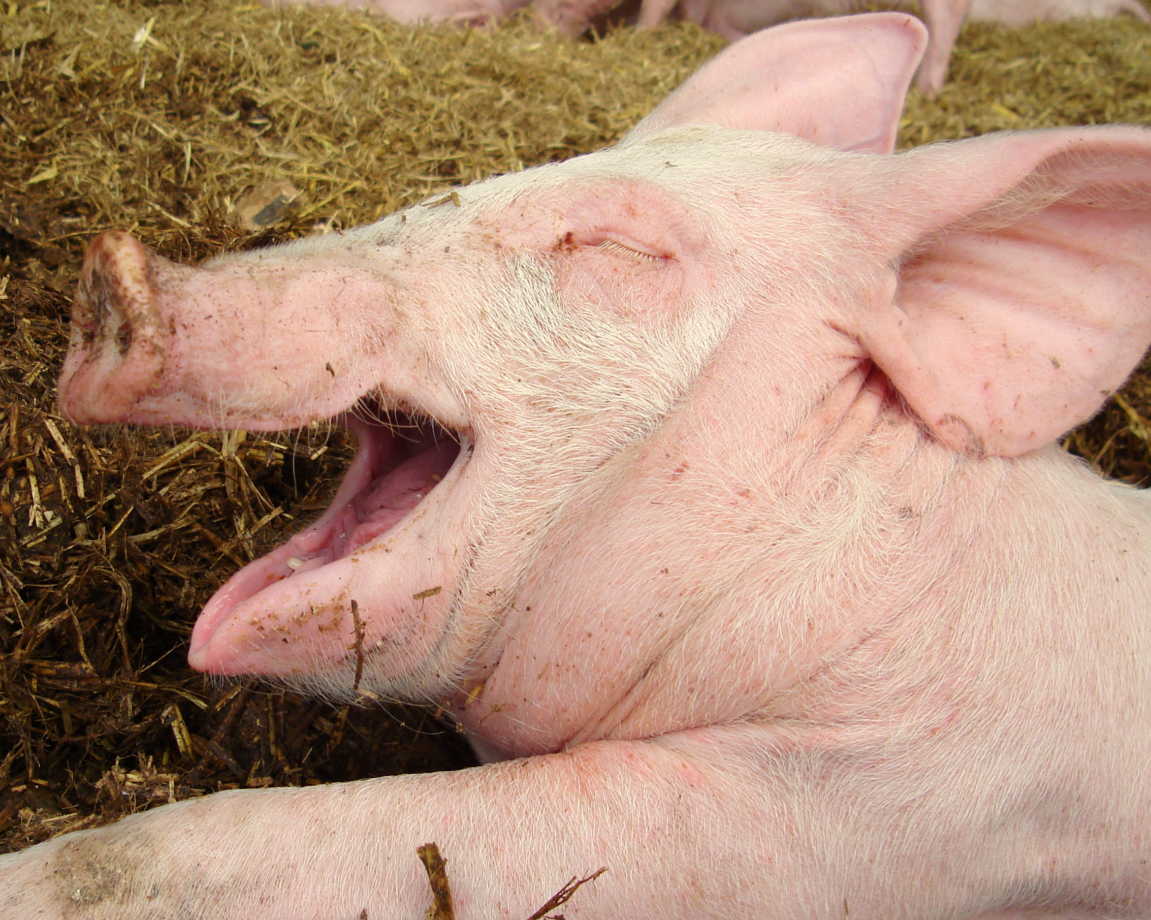 Happy Pig.