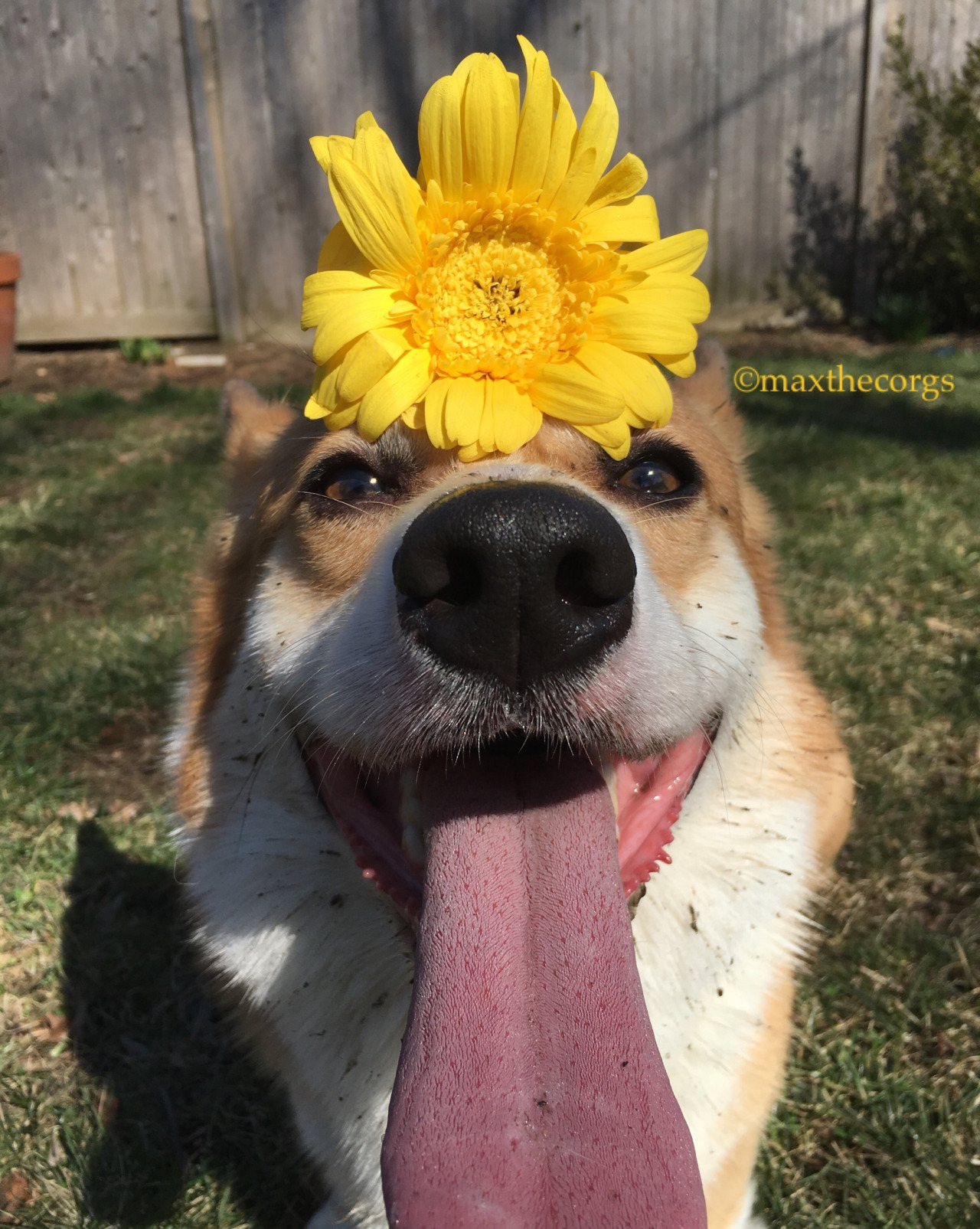 Happy Sundog! | Corgi Of Course 2 | Pinterest | Corgi and Dog