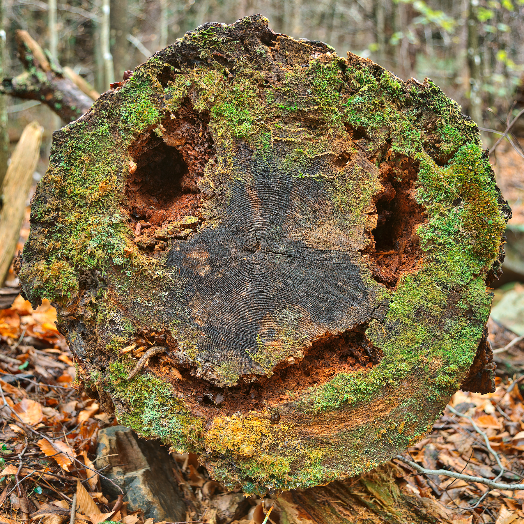Happy wood decay - hdr photo