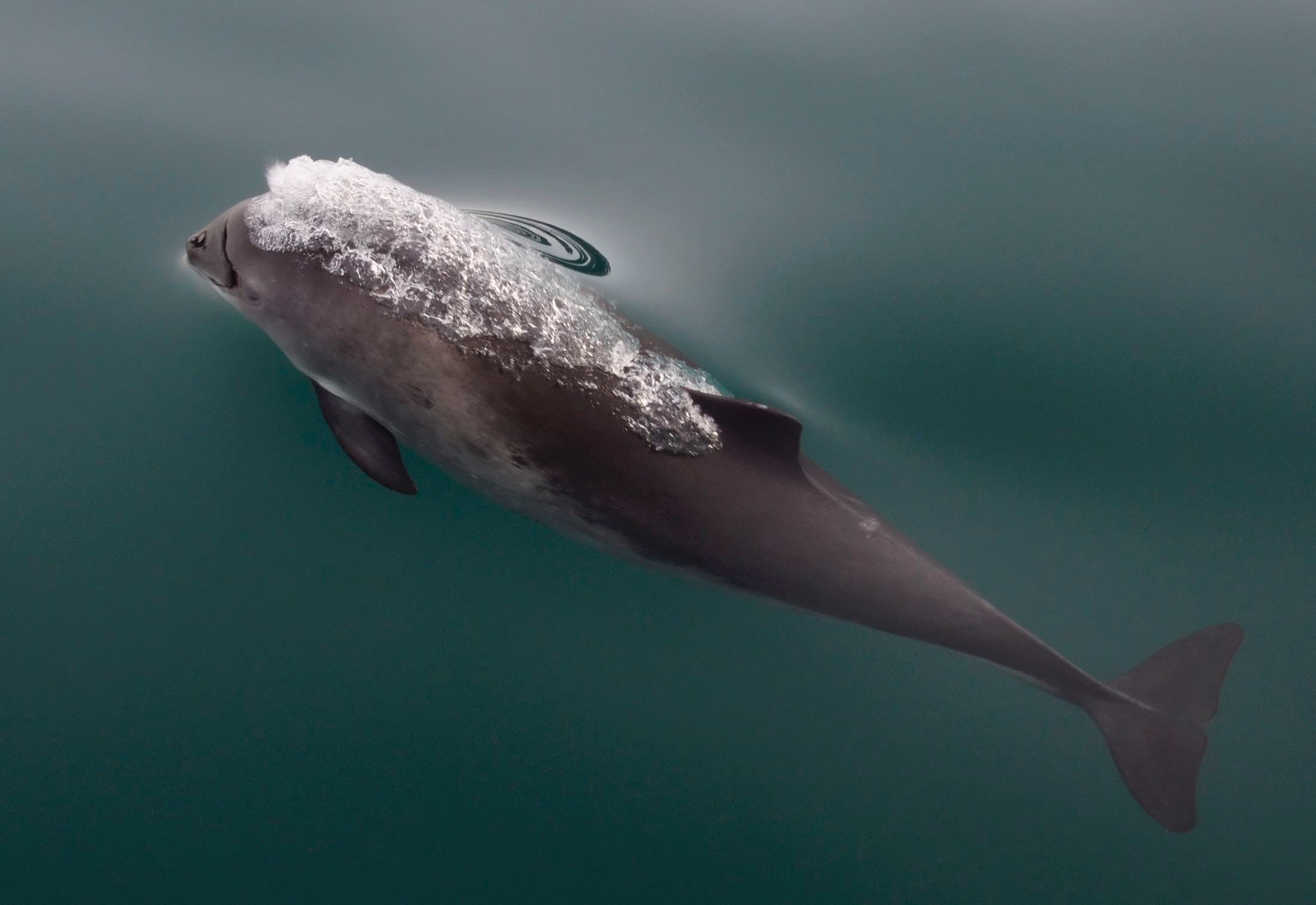 Increased harbor porpoise mortality in the Pacific Northwest, USA ...