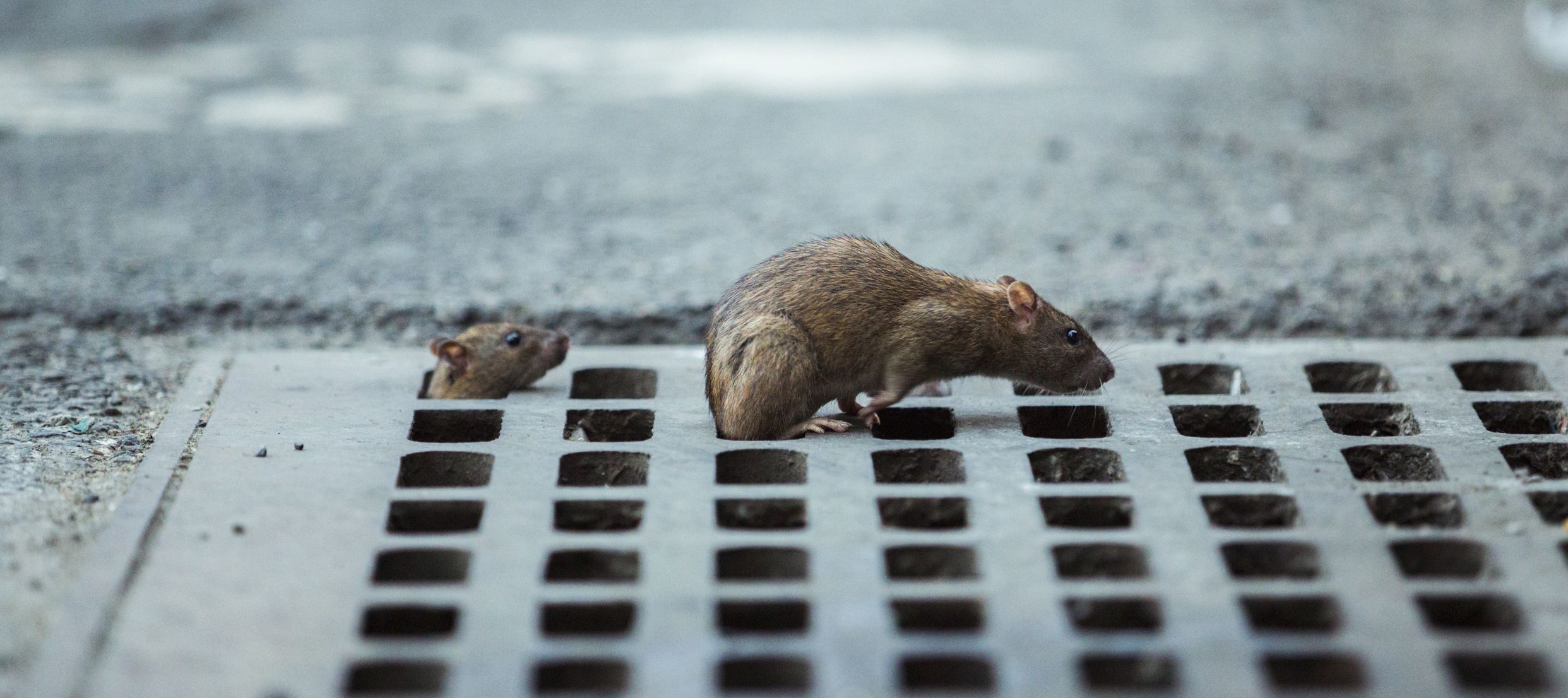 On the front lines of humanity's high-tech, global war on rats | The ...