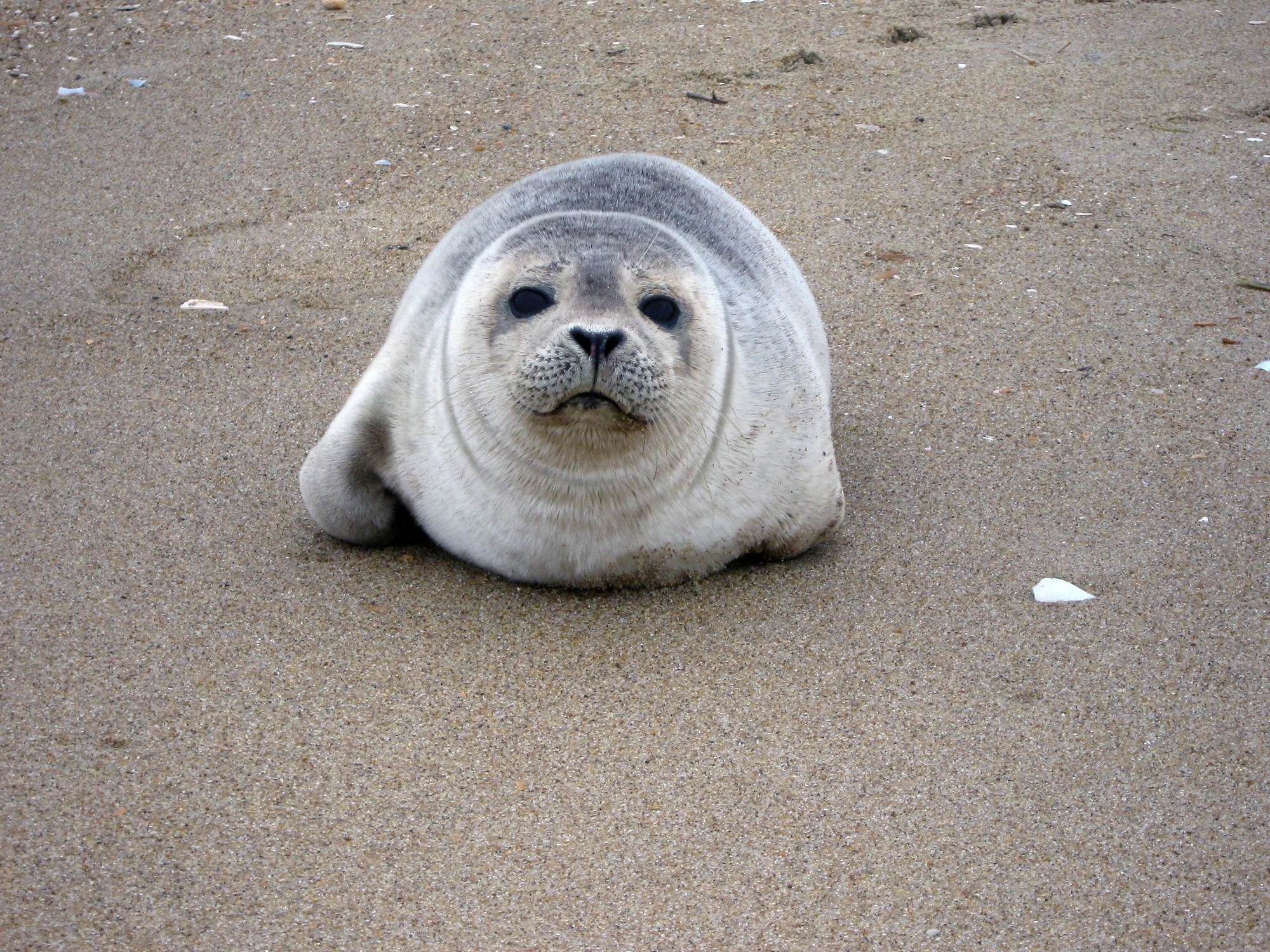 Harbor seal photo