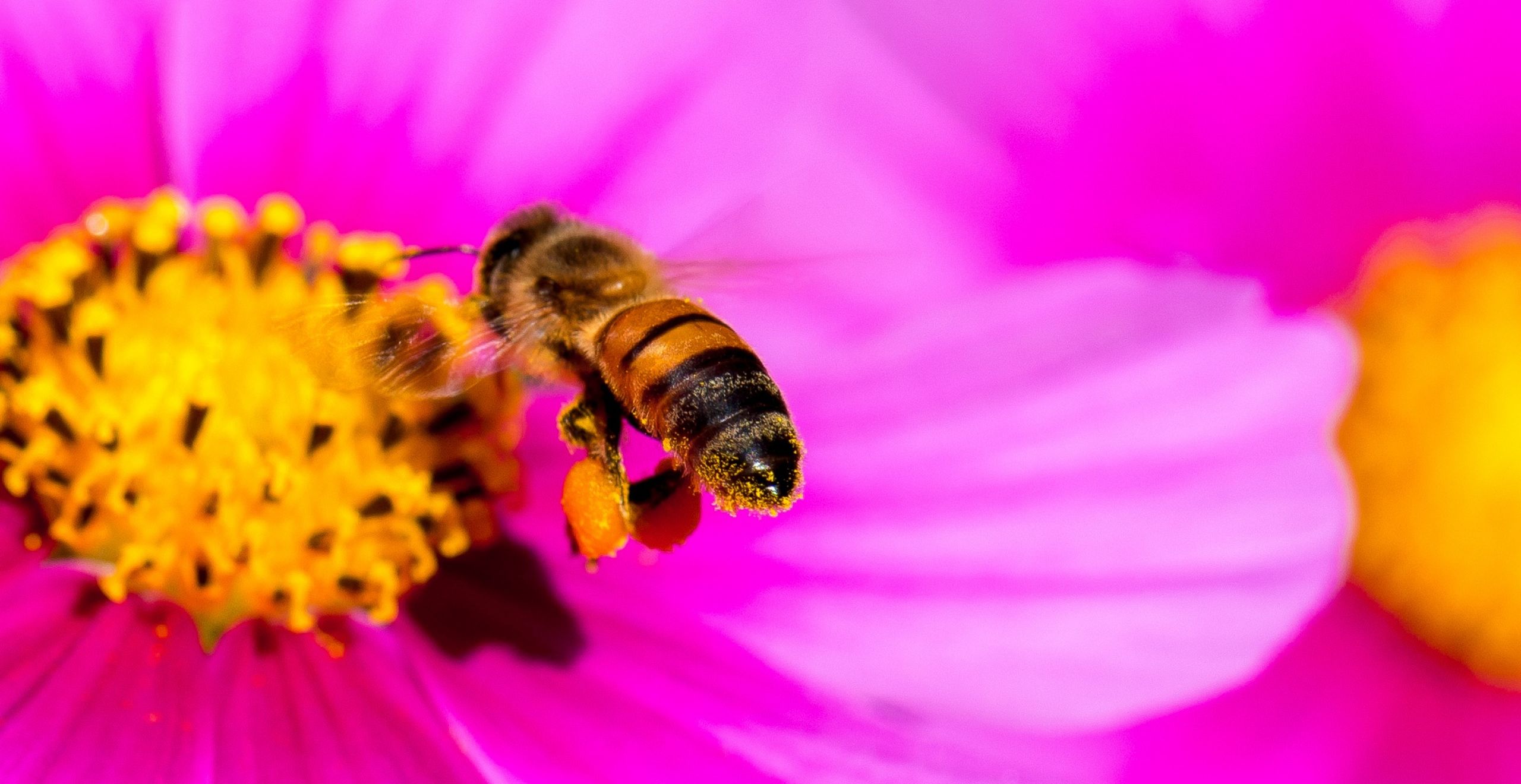 Hard-Working Bee Wallpaper - Insects Wallpapers and Backgrounds