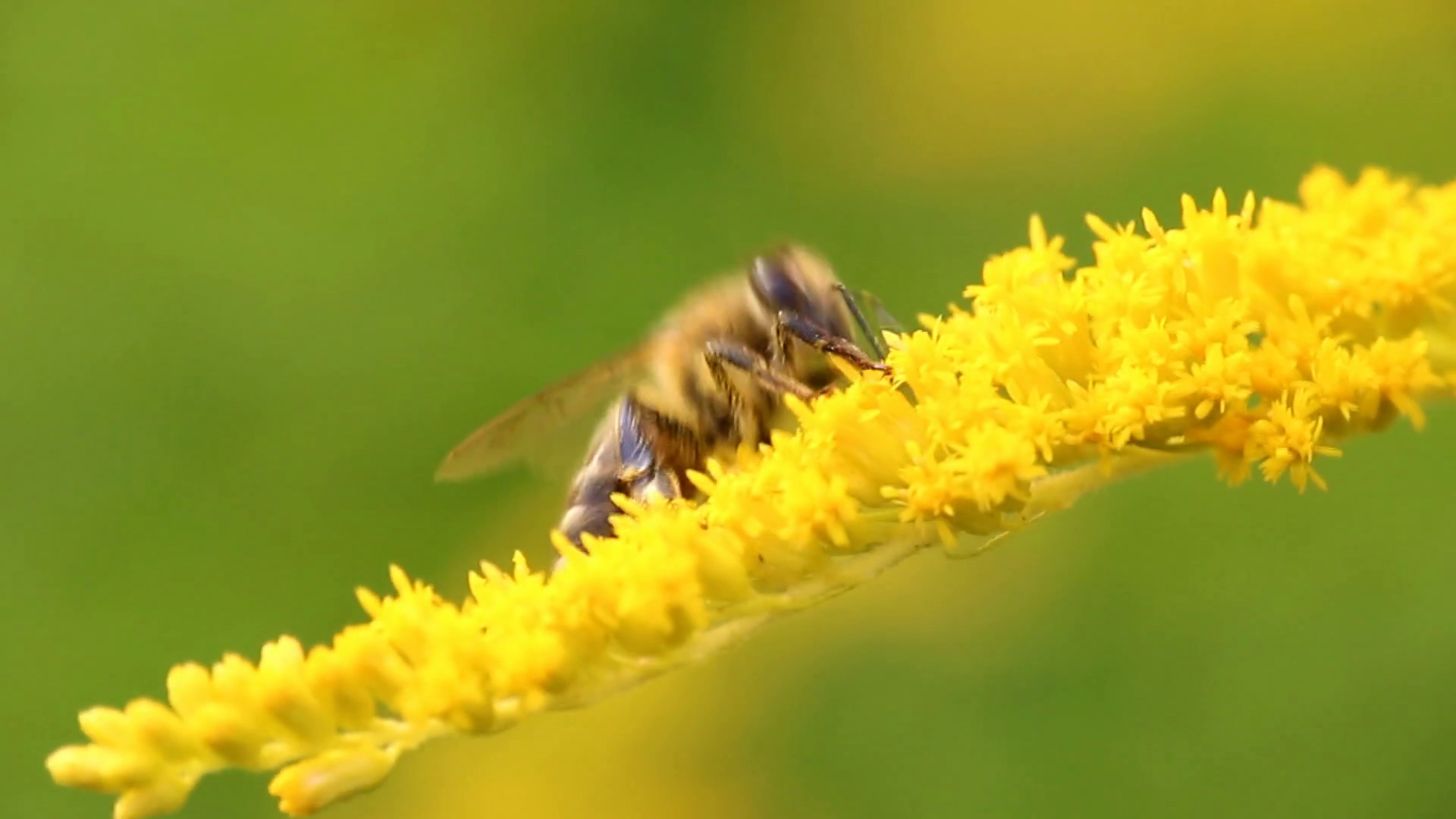 Hard-working bee collects nectar from yellow flowers Stock Video ...