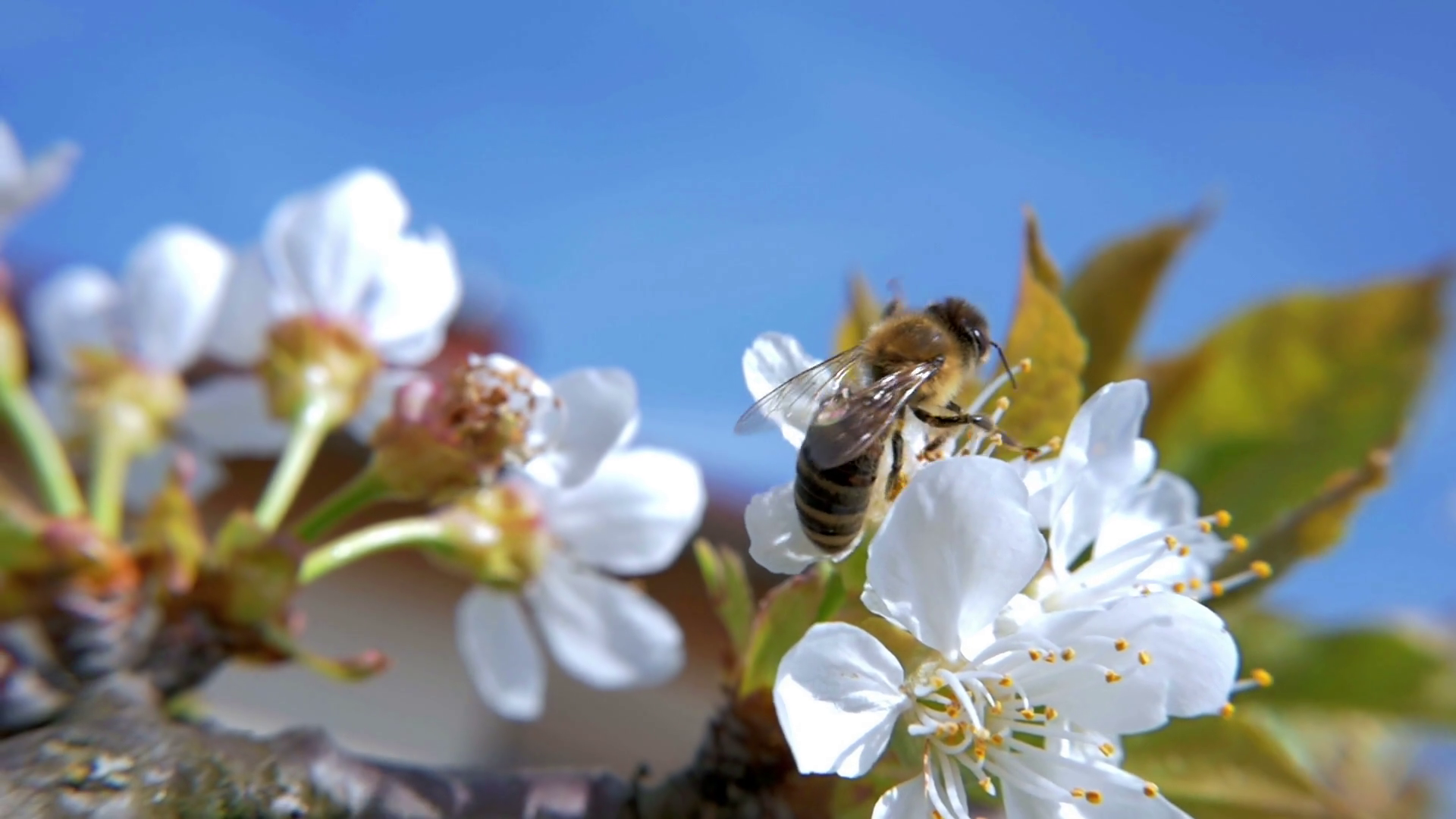 HD Slow-Mo: Hardworking Bee on Cherry Bloom Stock Video Footage ...