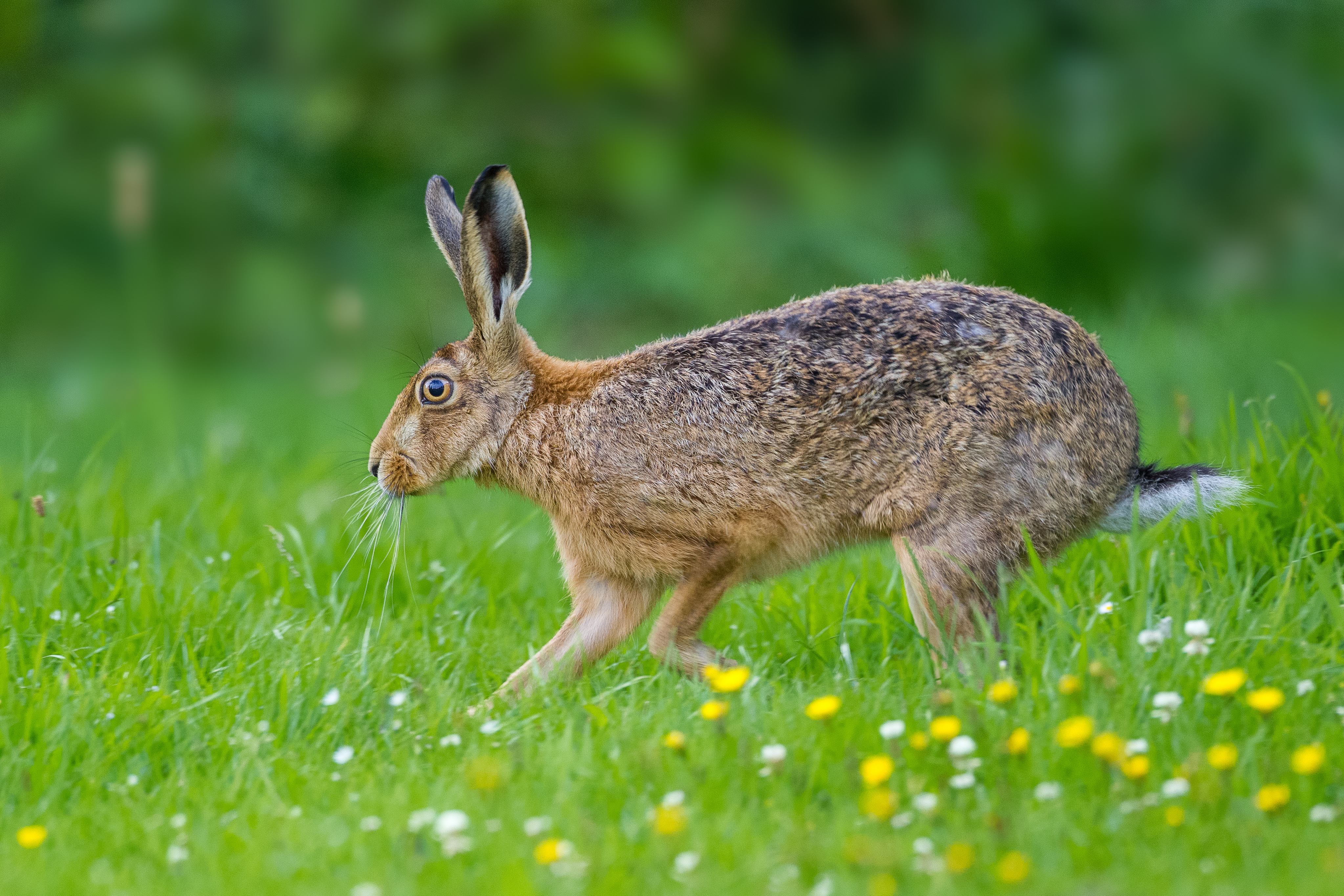Wildlife guide: what's the difference between rabbits and hares ...