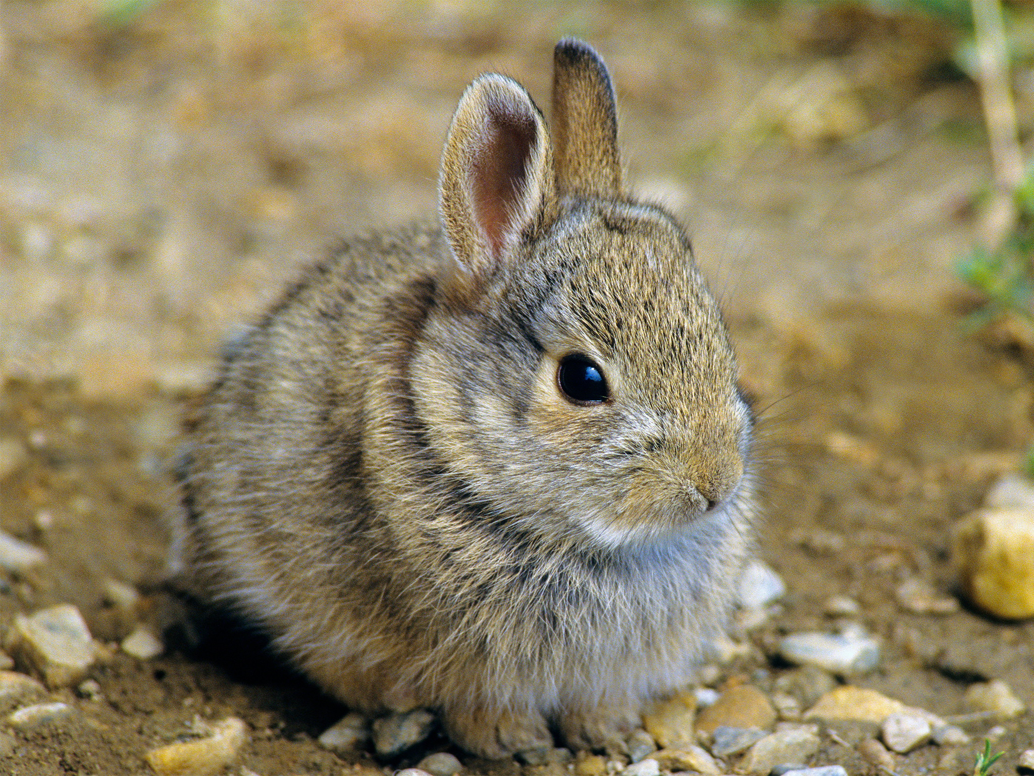 What's the Difference Between Rabbits and Hares?