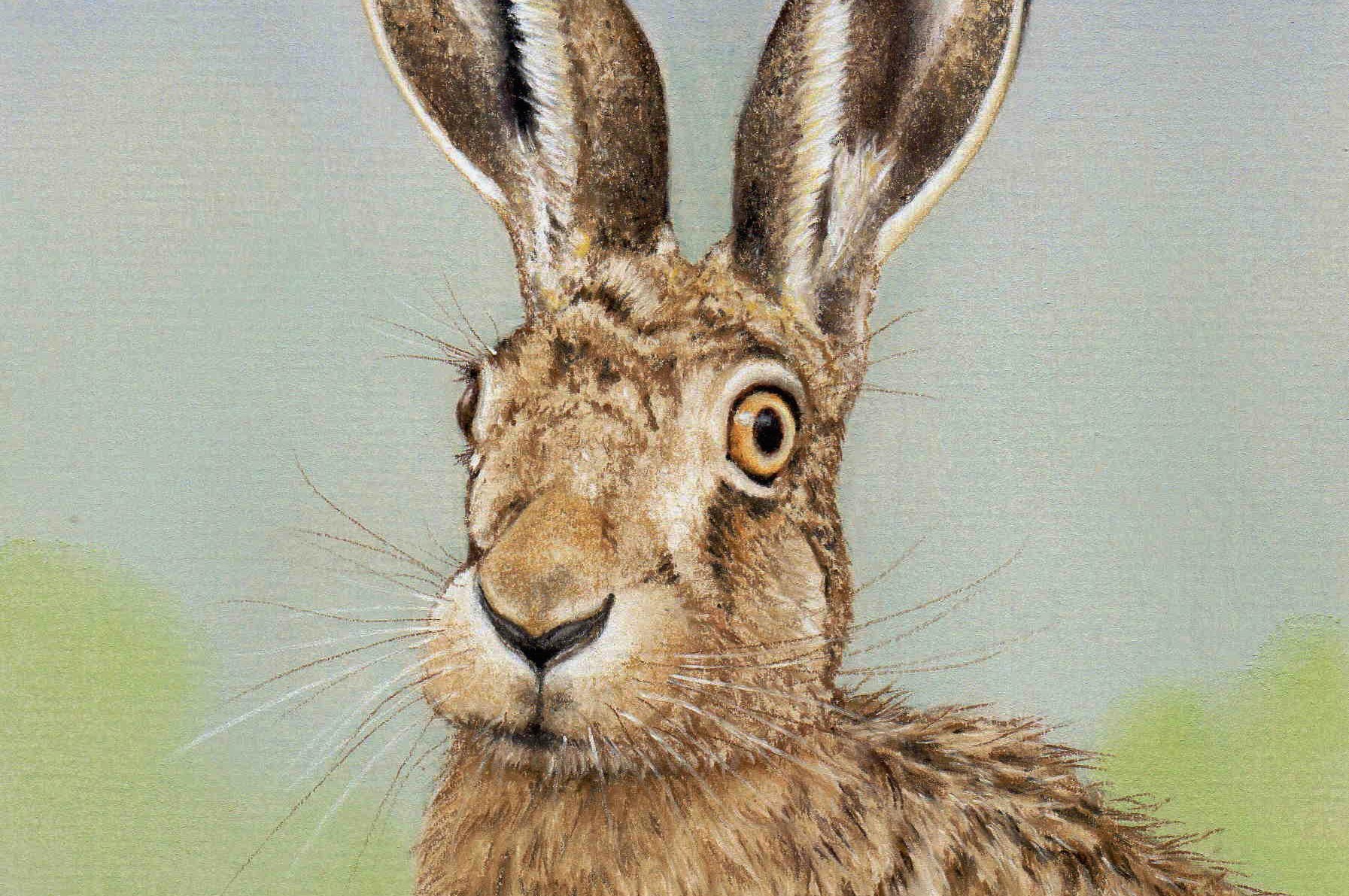 Drawing a Hare in Pastel Pencils - YouTube