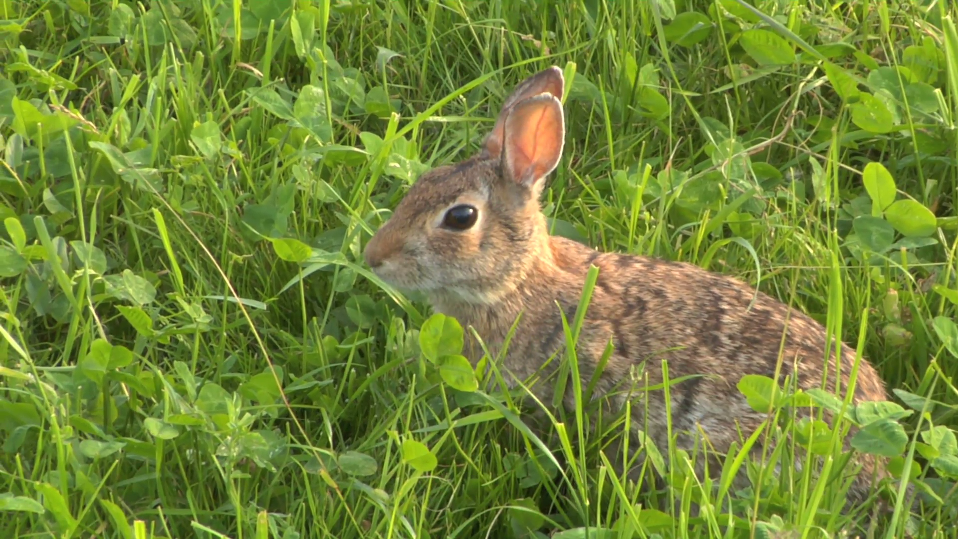 Hare closeup photo