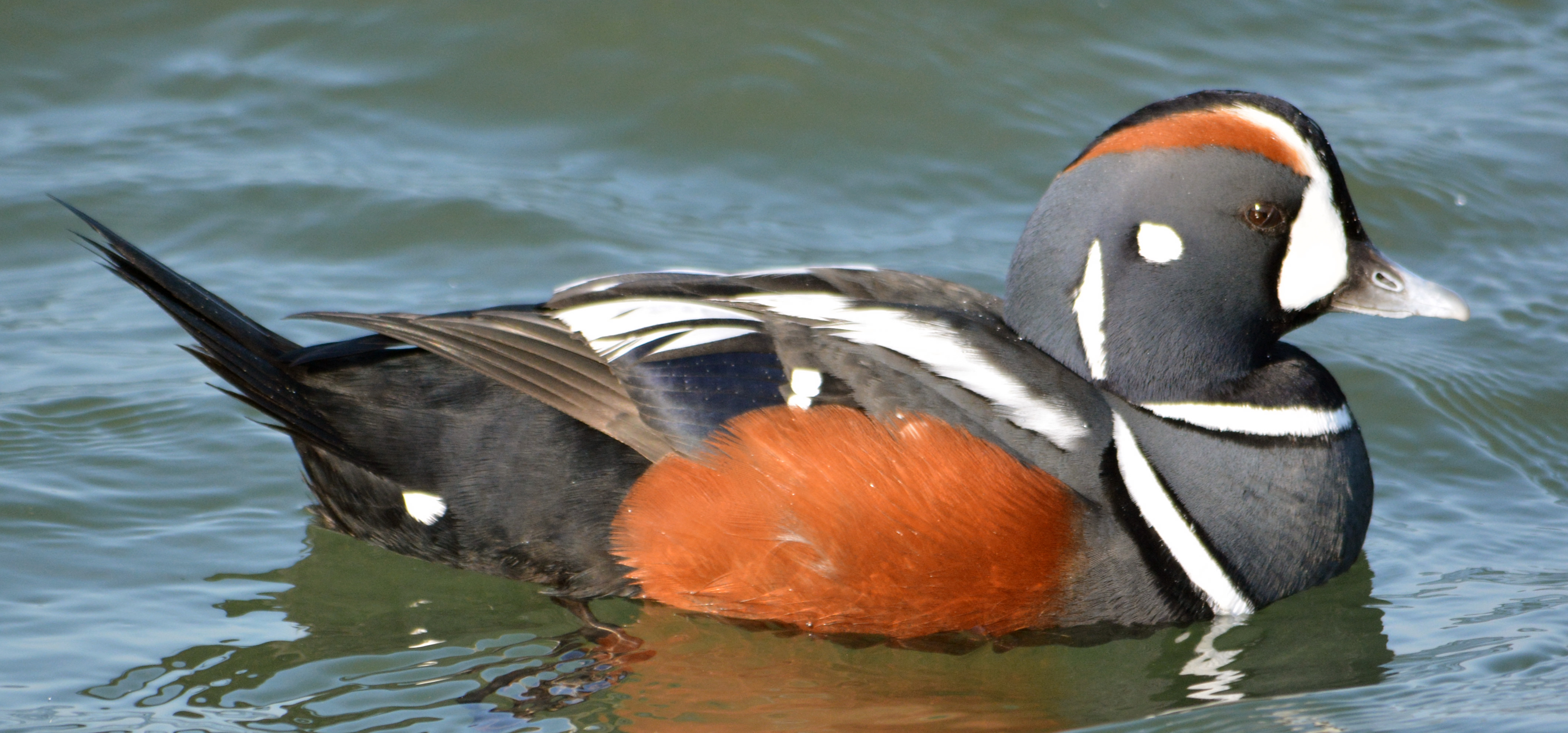File:Harlequin duck (Histrionicus histrionicus) (13022037835).jpg ...
