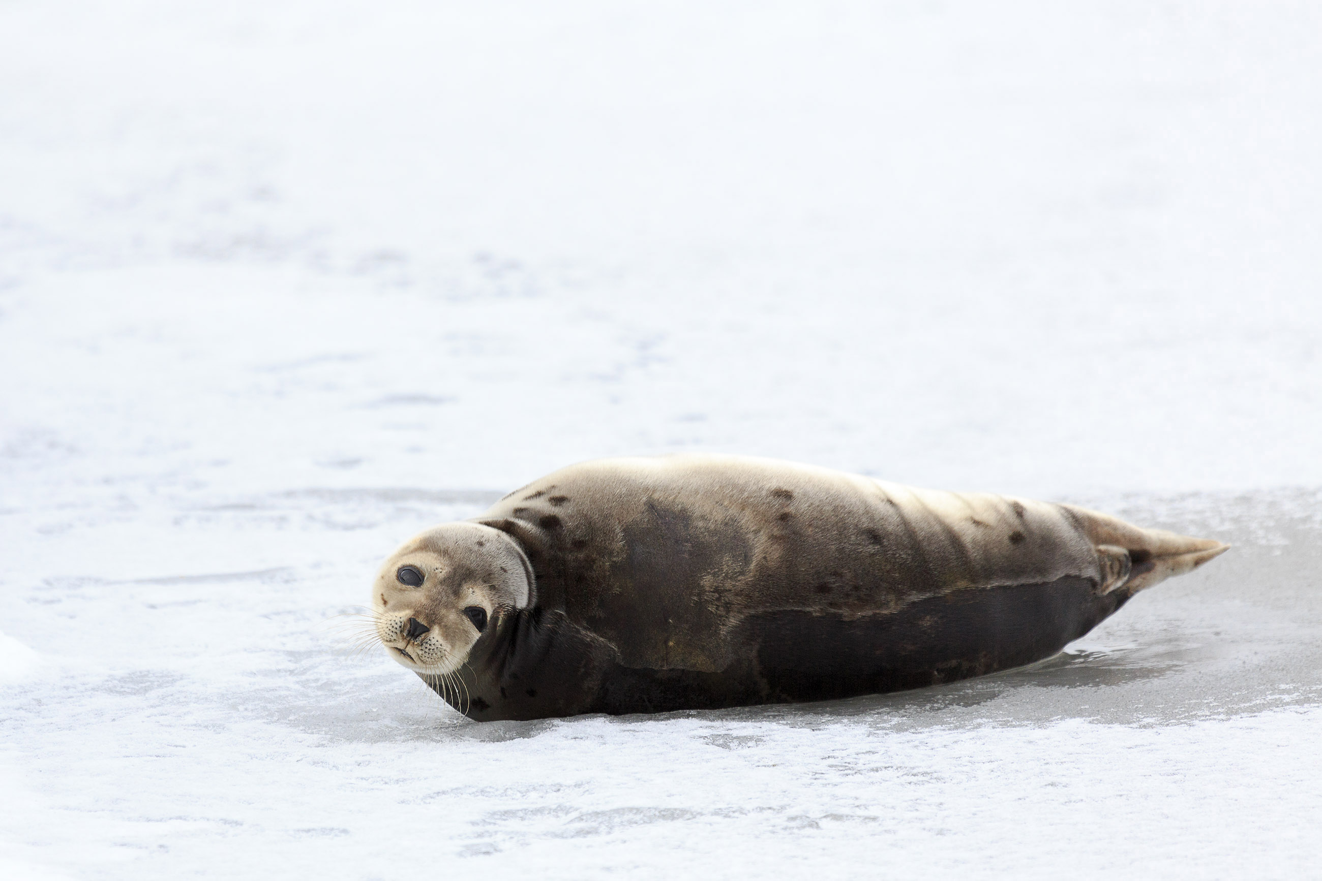 Young harp seal photo