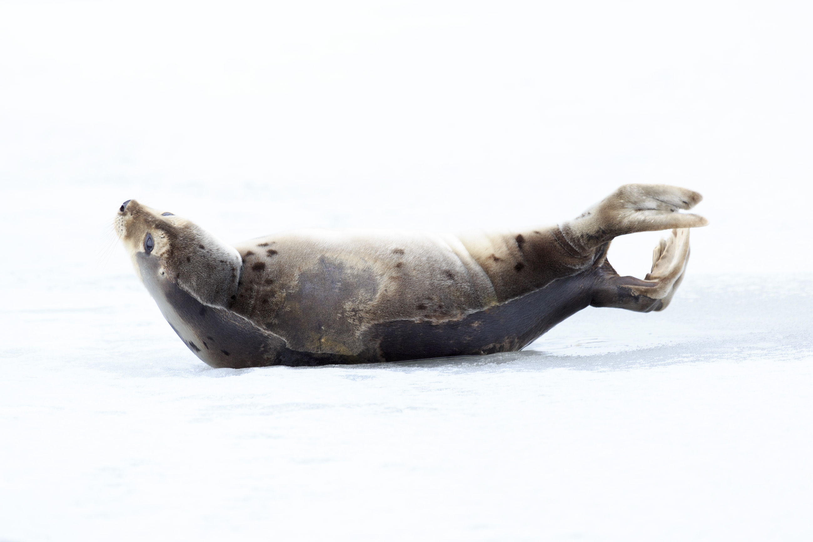 Harp seal on ice photo