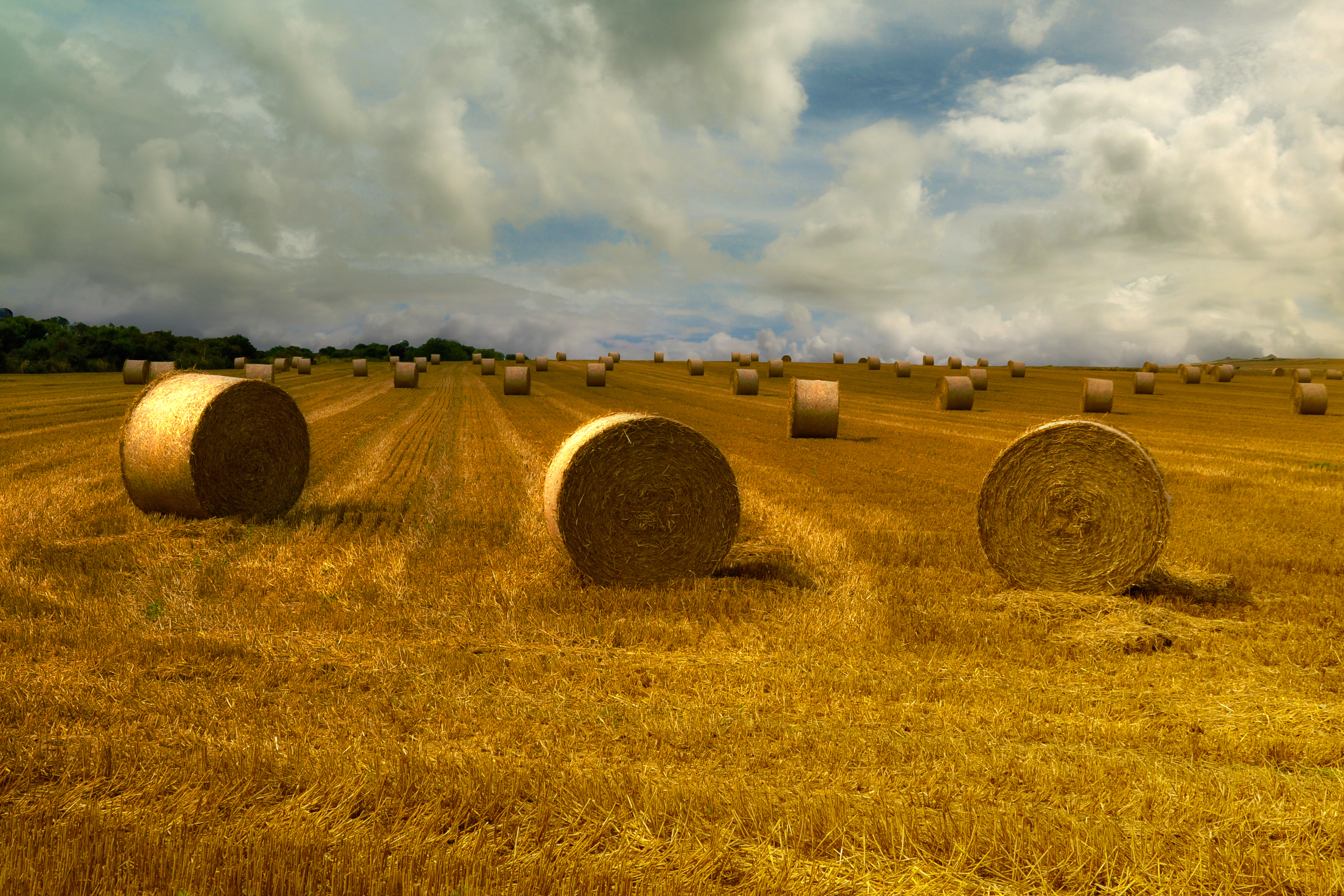 Harvest Time | High Resolution Photography