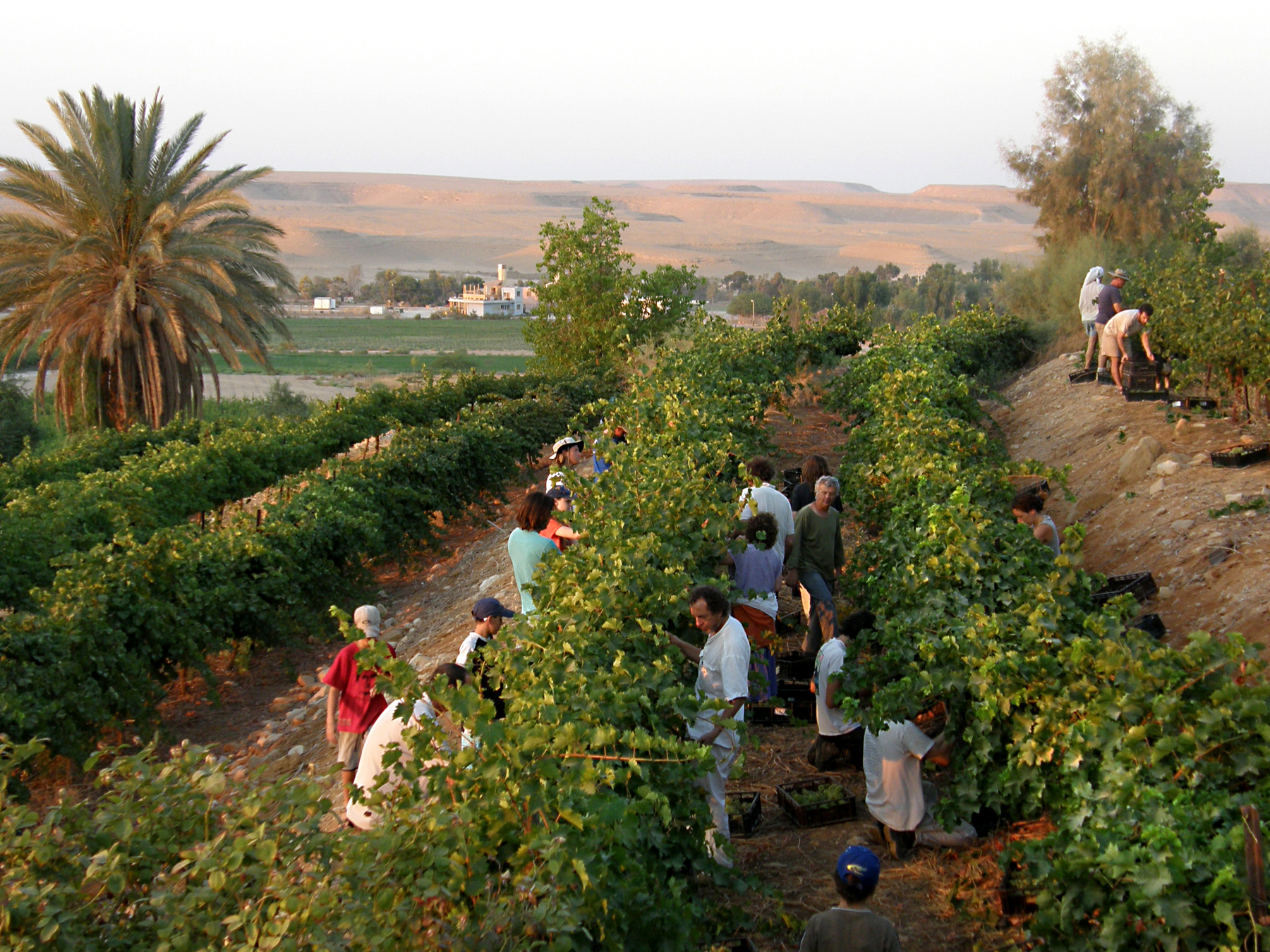 File:Harvest time in the vineyard.jpg - Wikimedia Commons