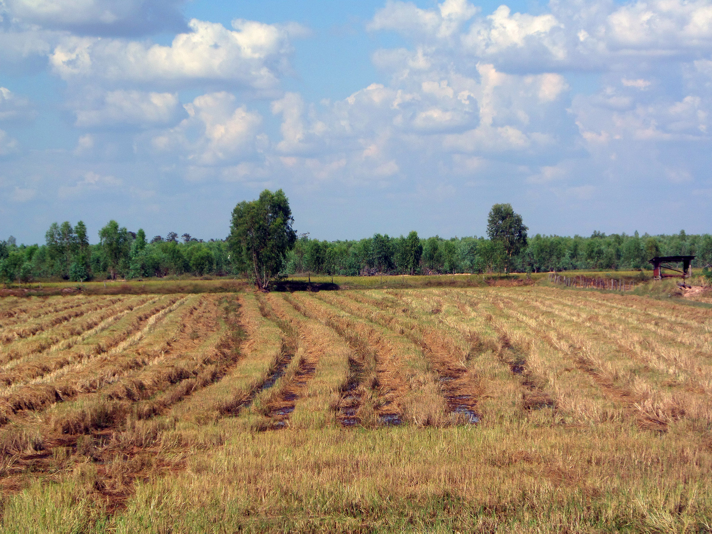 Harvested thai rice field photo