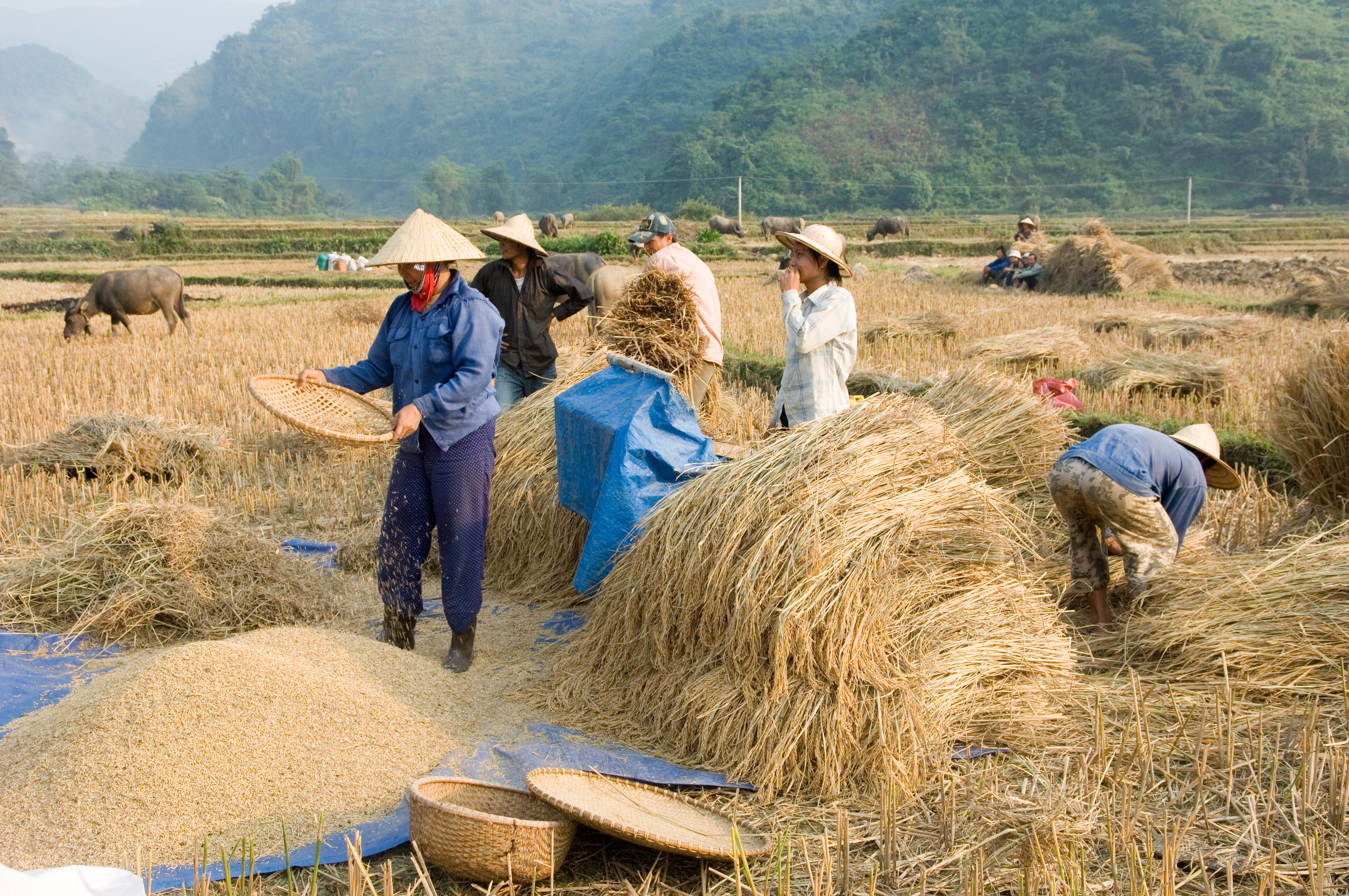 Harvesting Rice, Agri-Crop