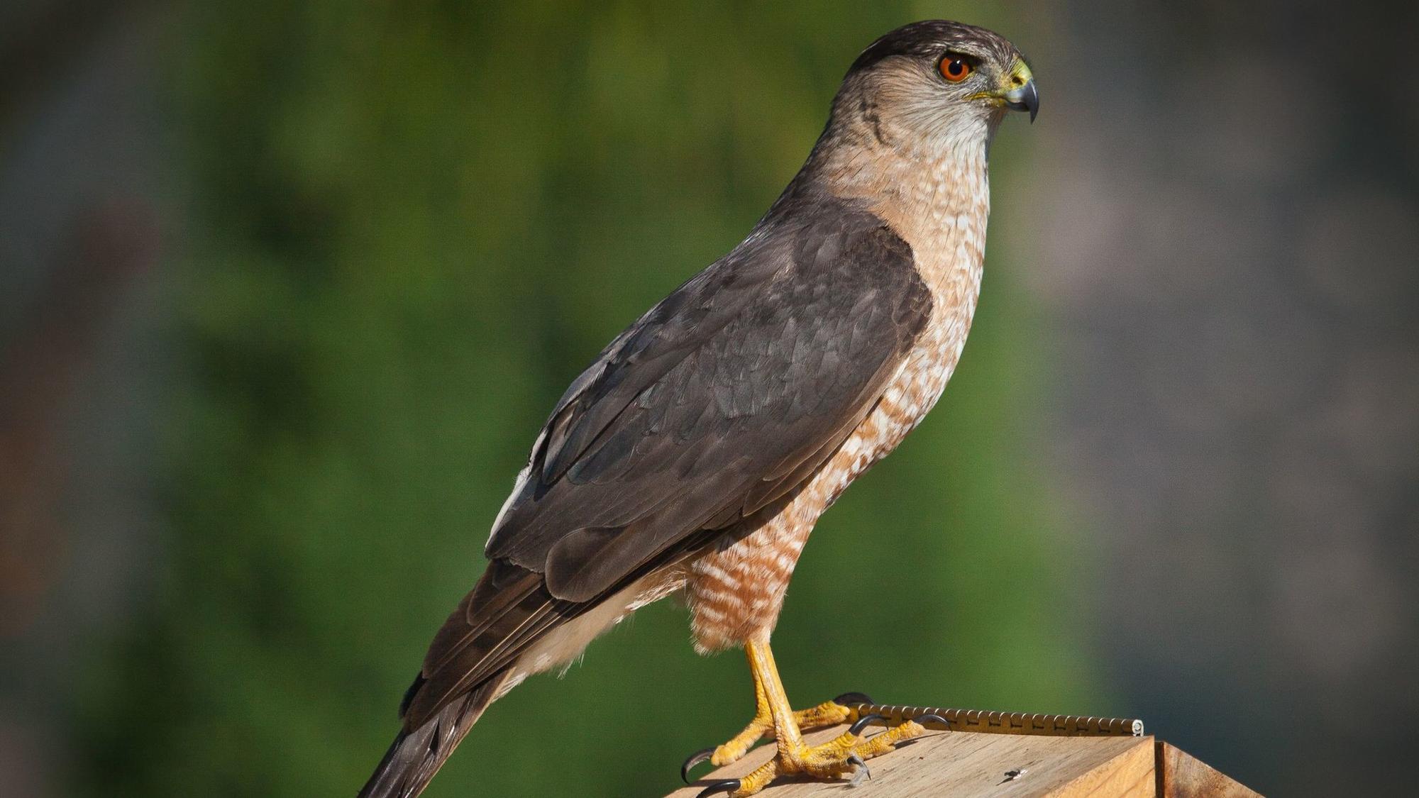 On the avian food chain, Cooper's hawks hover high - The San Diego ...