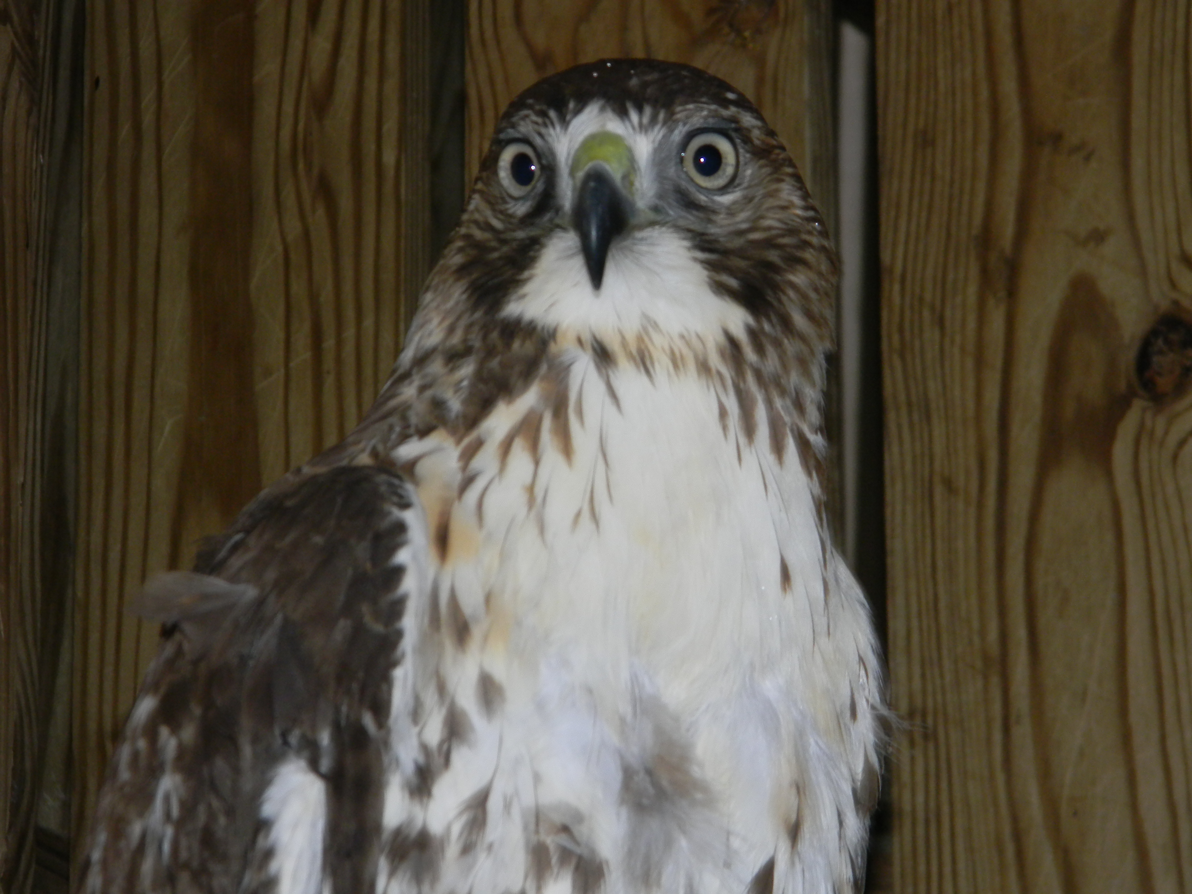 Red-tailed Hawk Releases | The Wildlife Center of Virginia