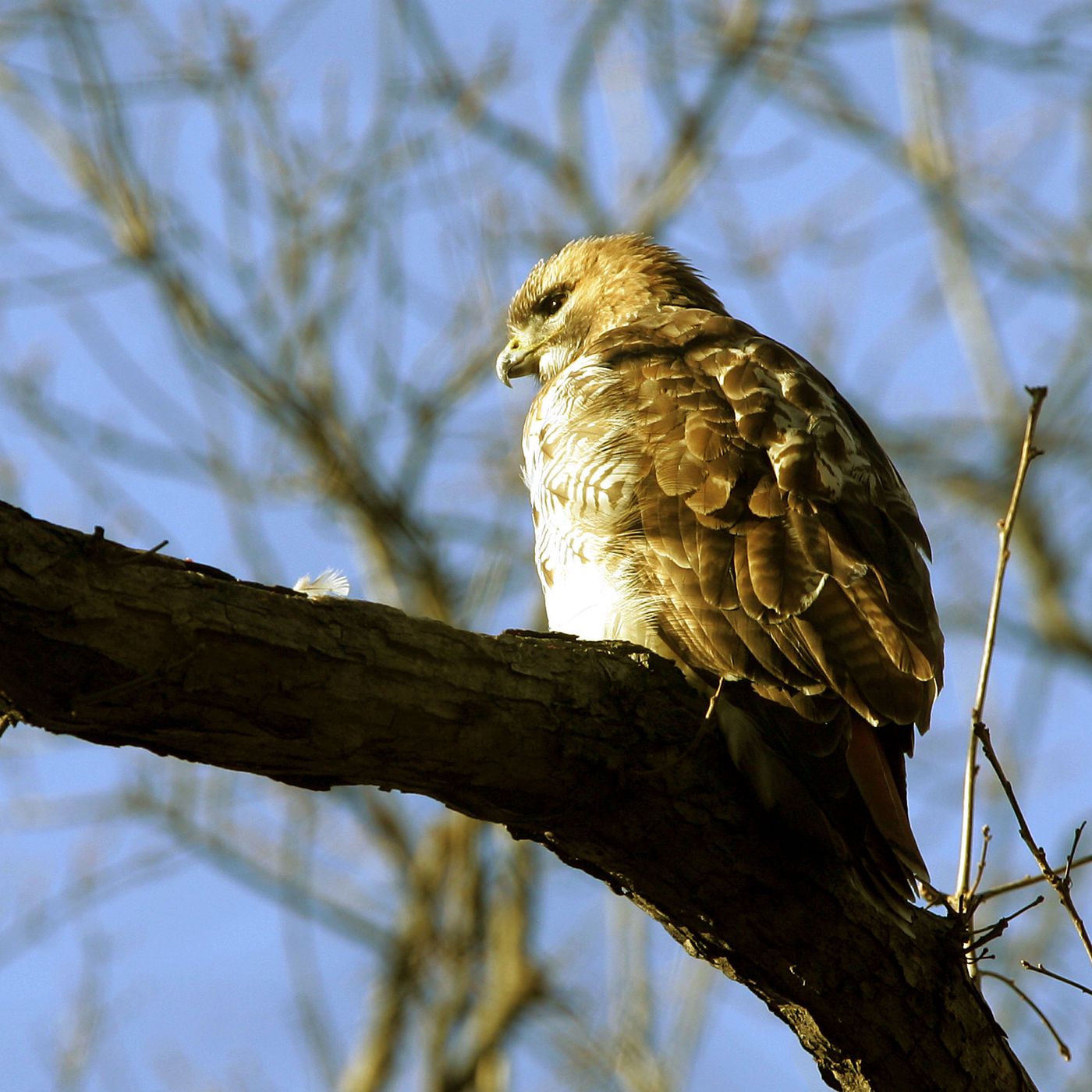 Odds are a hawk won't steal your pet, but you should still be ...