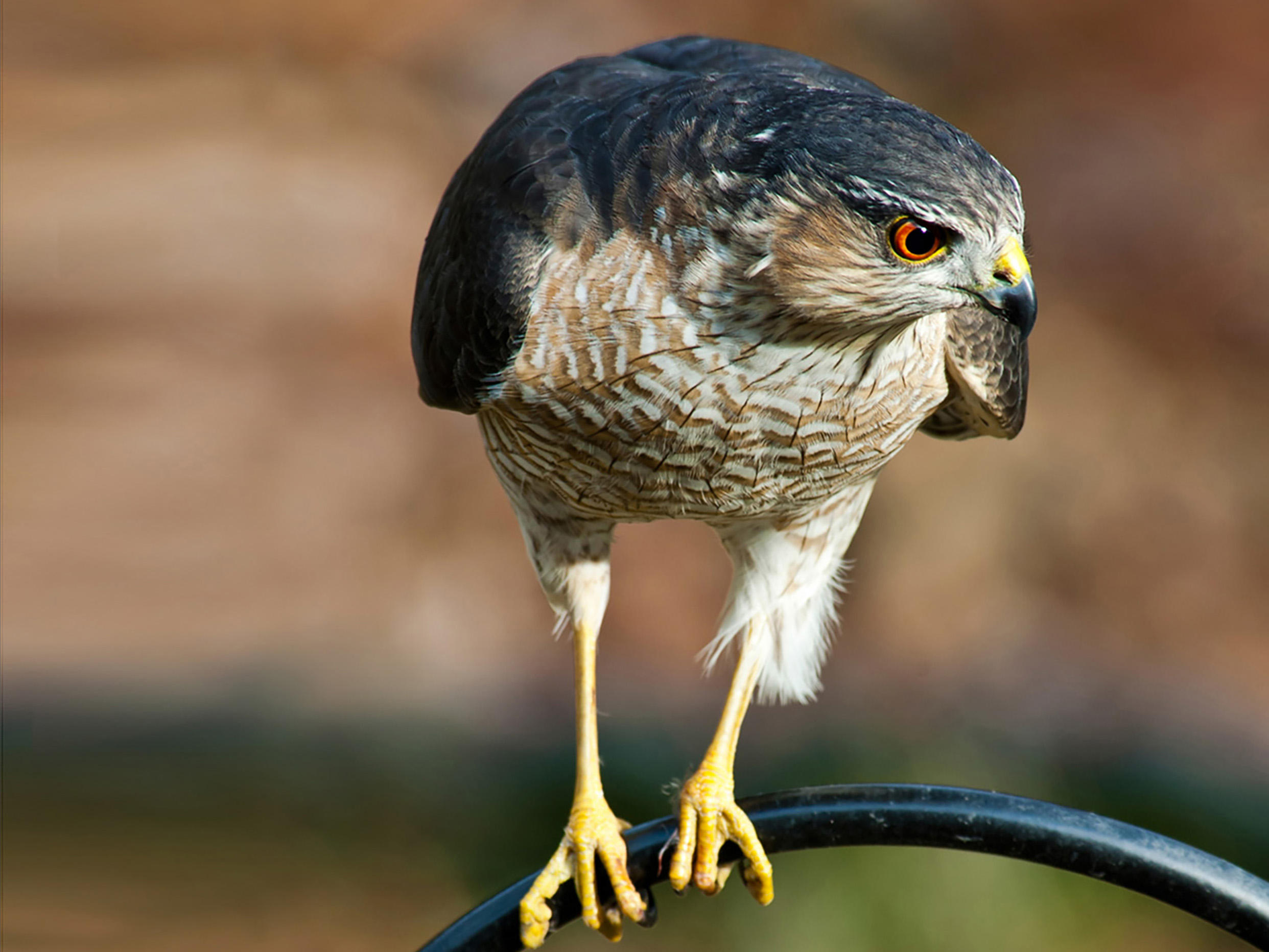 Sharp-shinned Hawk | Audubon Field Guide