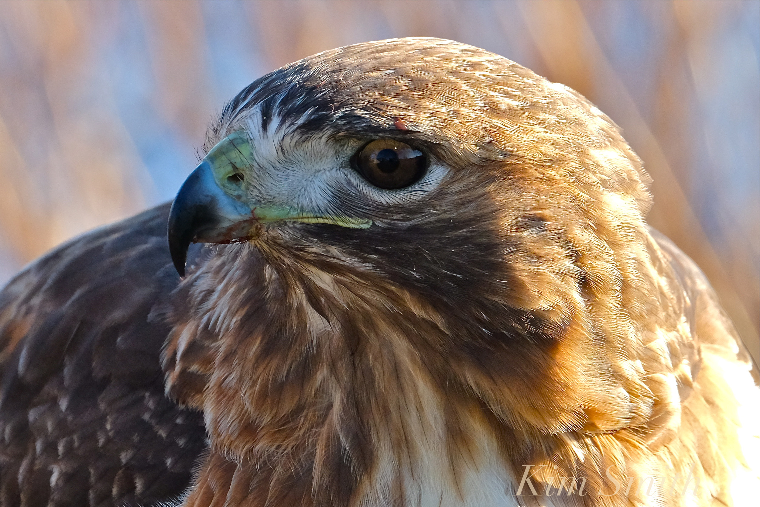 Red tailed hawk photo