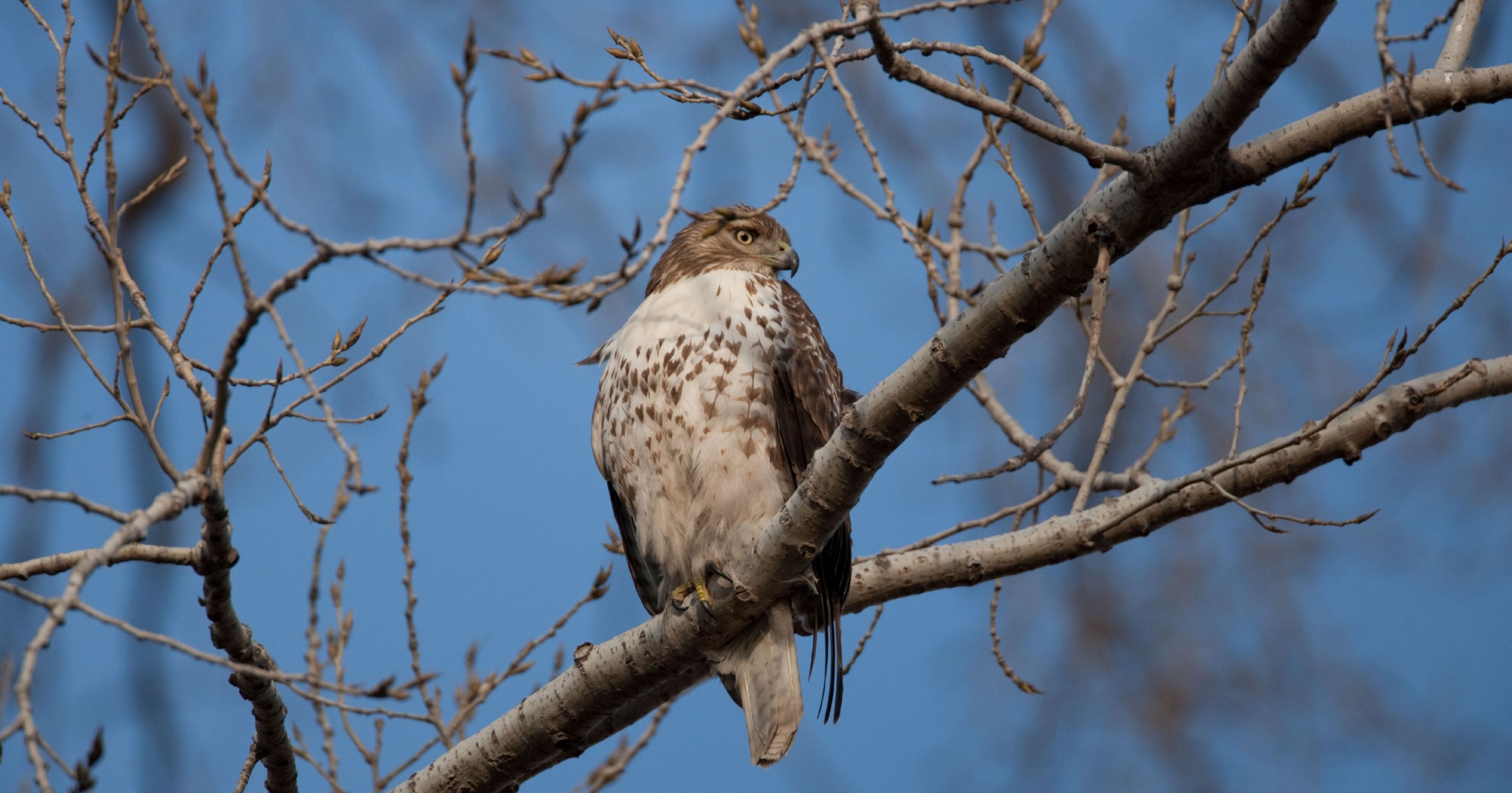 Critter of the Week: Red-tailed hawk