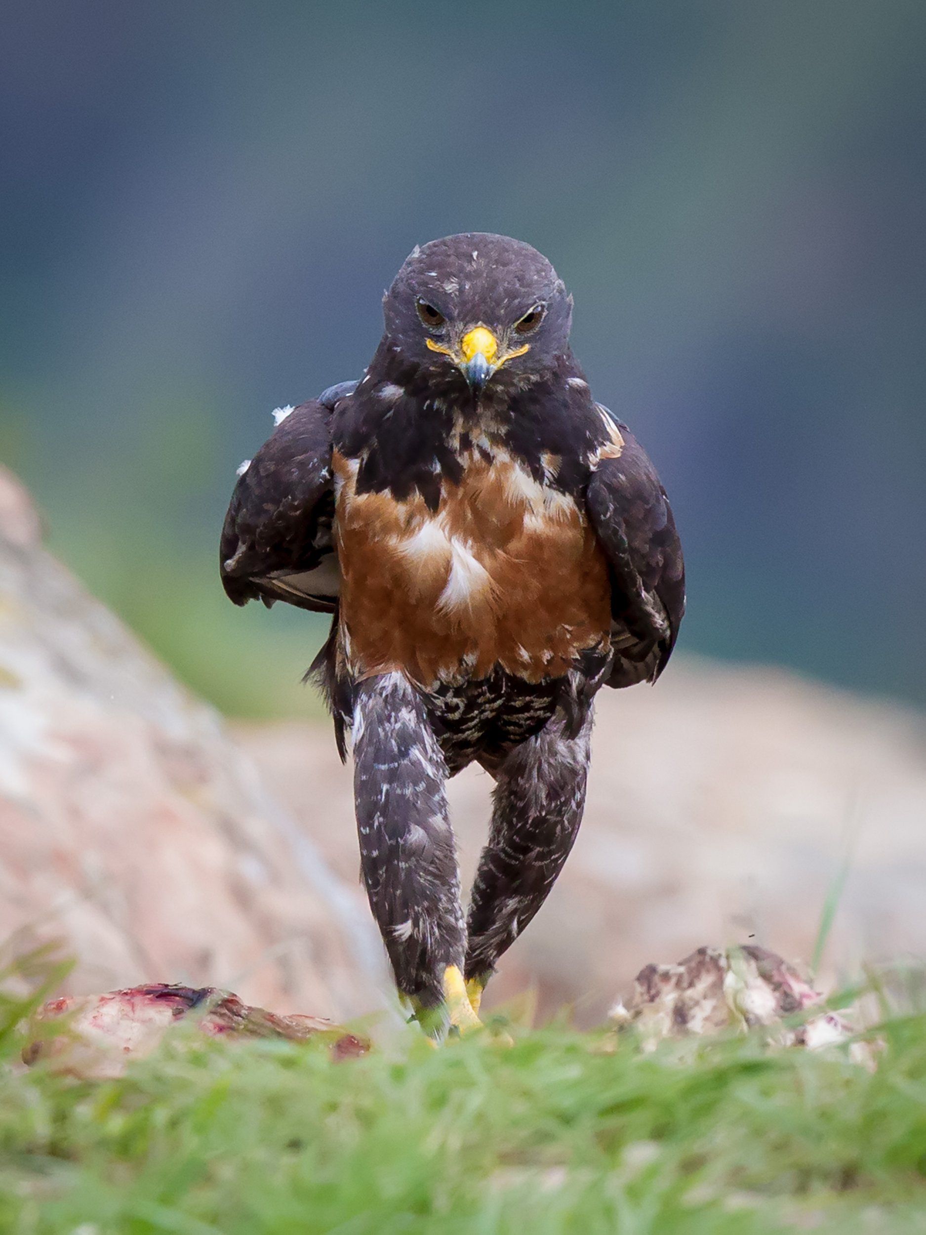 Meet a hench hawk who definitely doesn't skip leg day | Adorable ...