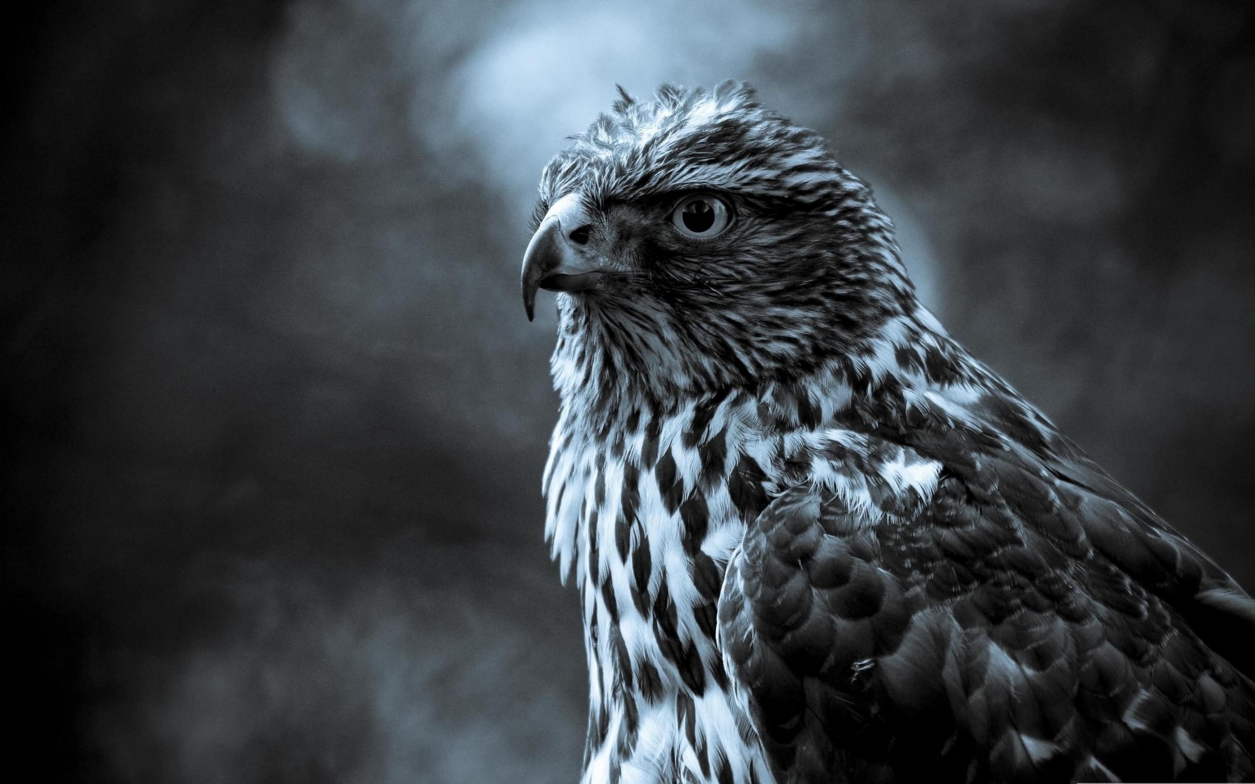 The hawk / 2560 x 1600 / Animals / Photography | MIRIADNA.COM