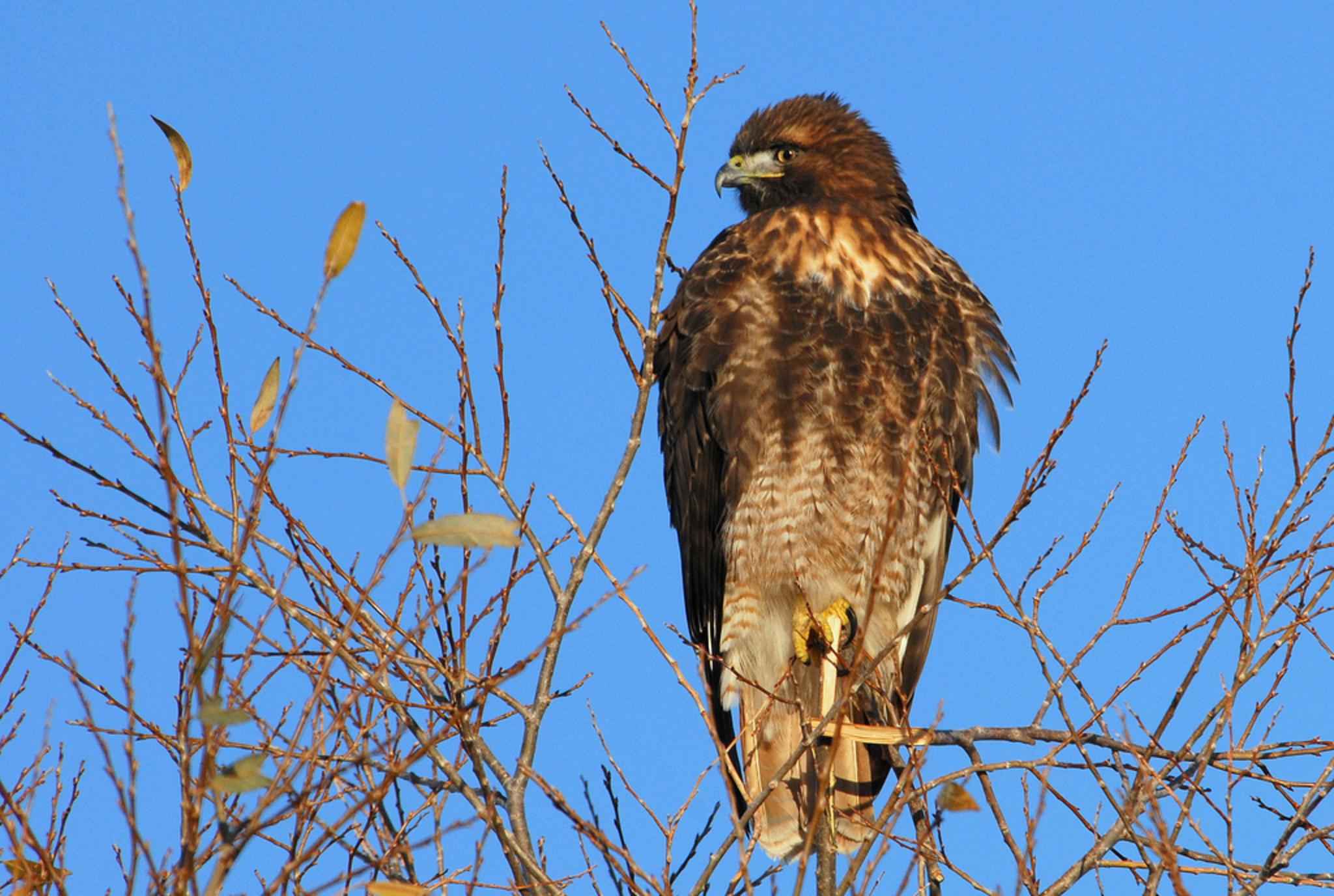 Red tailed hawk free images, public domain images